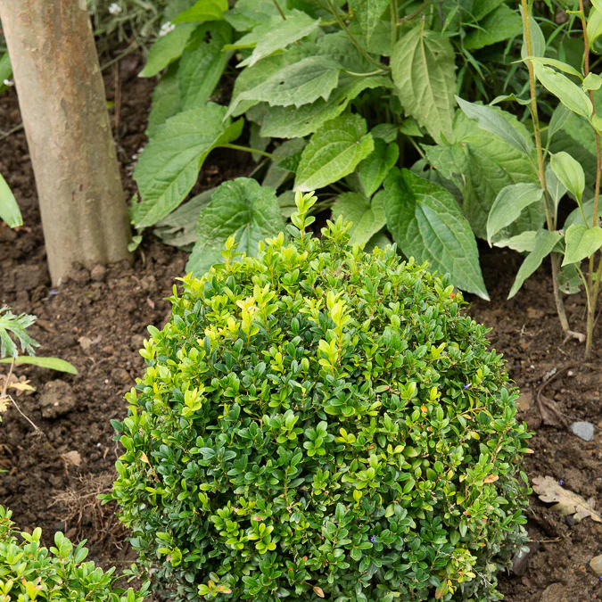 Buxus bolvorm - Image 3