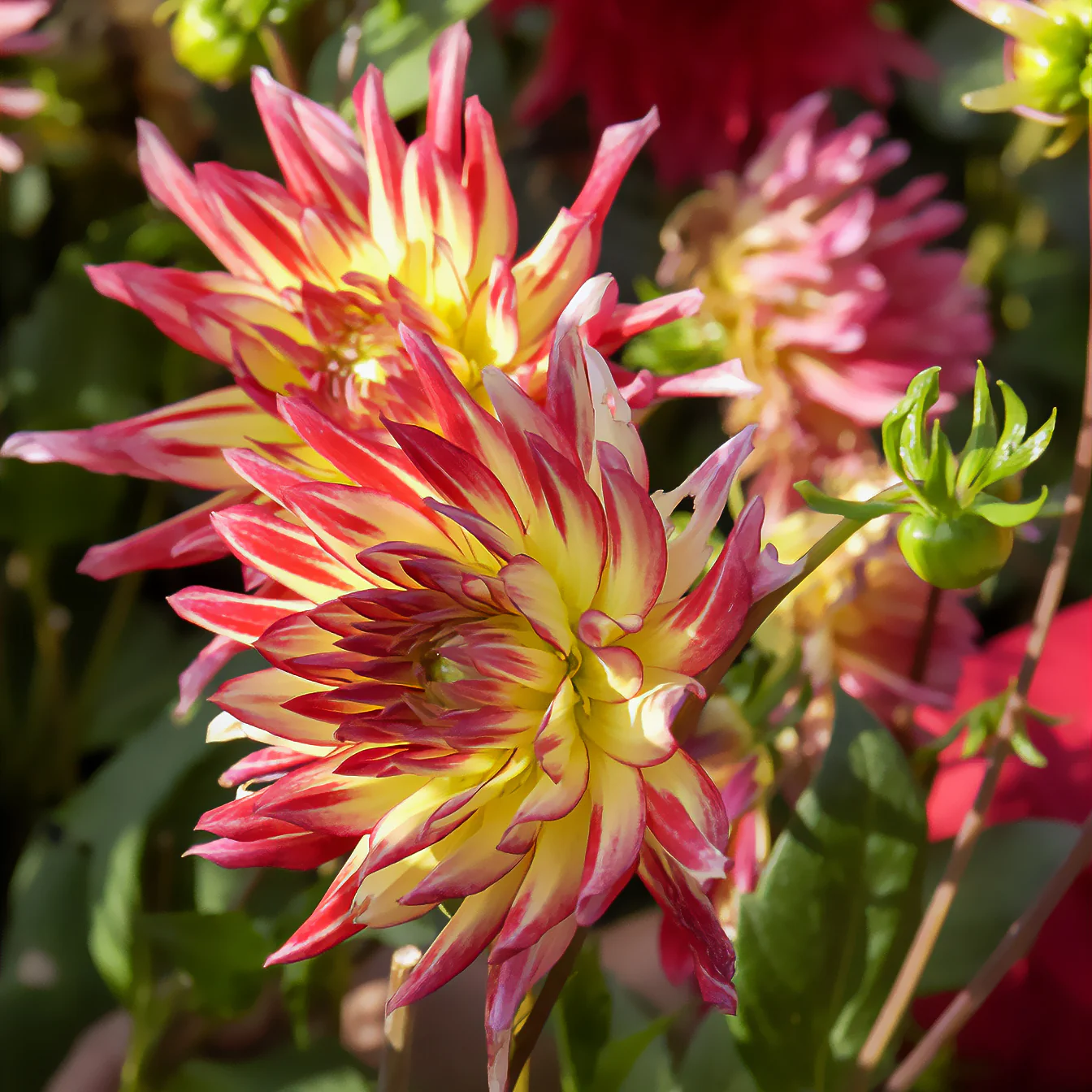 Cactus Dahlia 'Firebird' (x3)