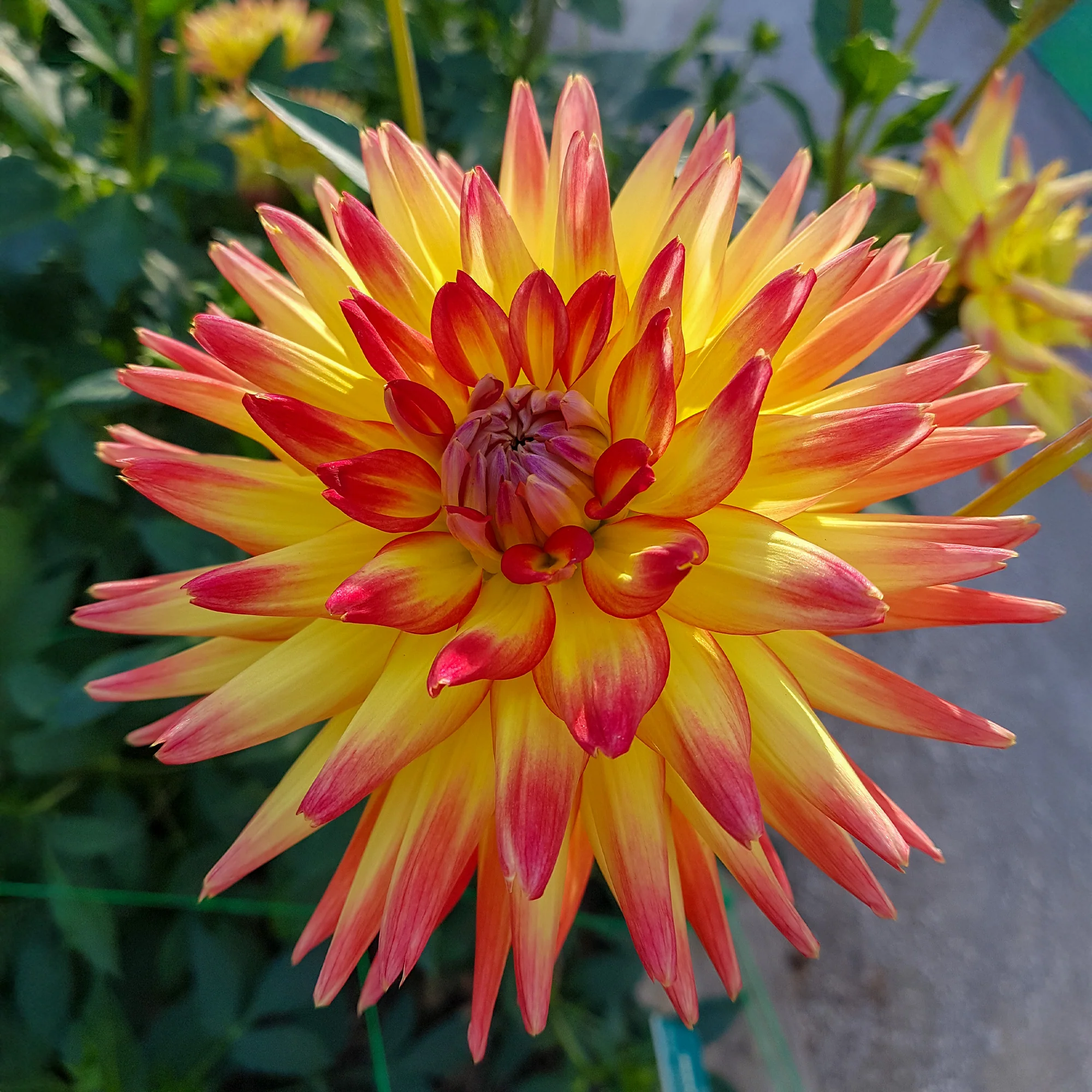 Cactus Dahlia 'Firebird' (x3) - Image 3