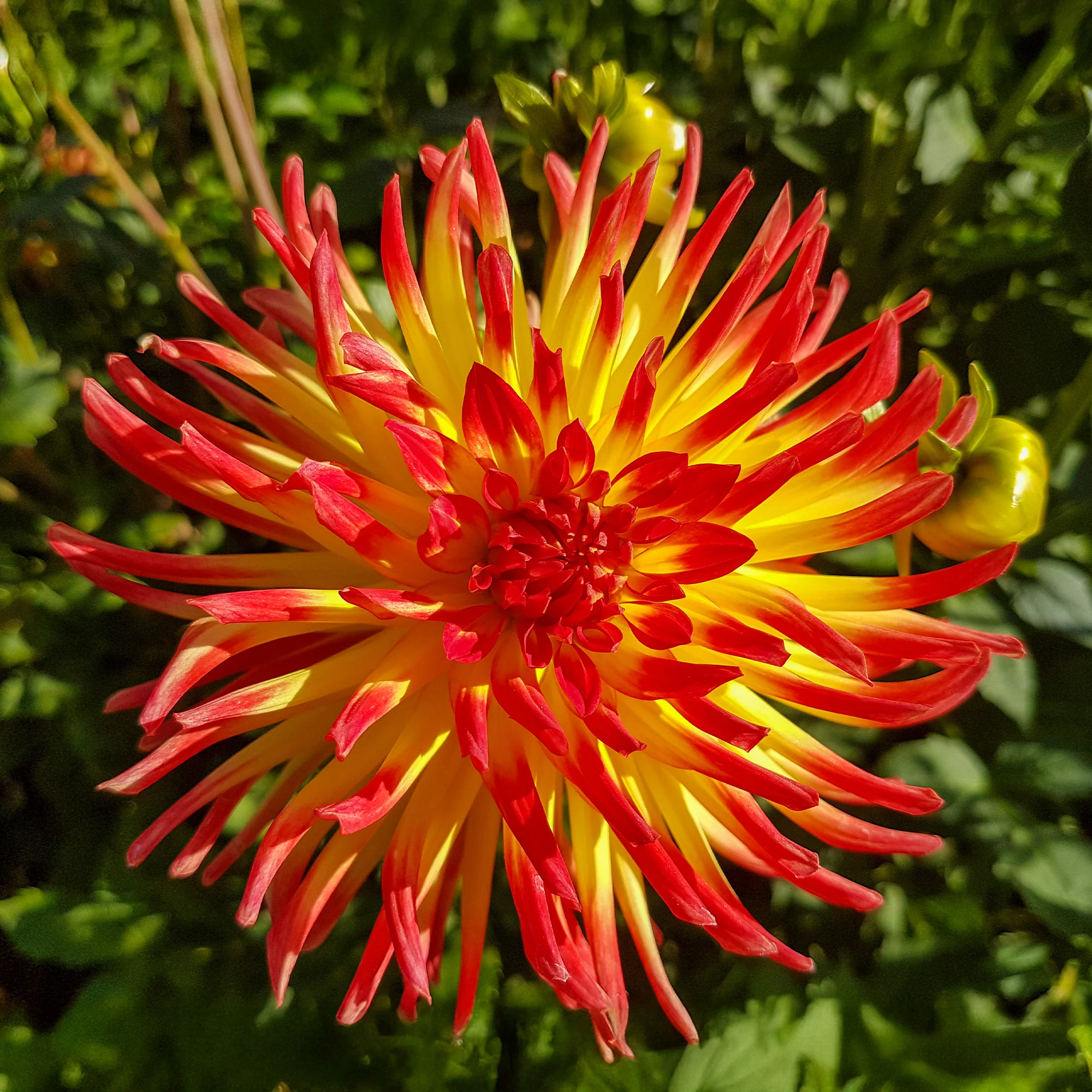 Cactus Dahlia 'Firebird' (x3) - Image 4