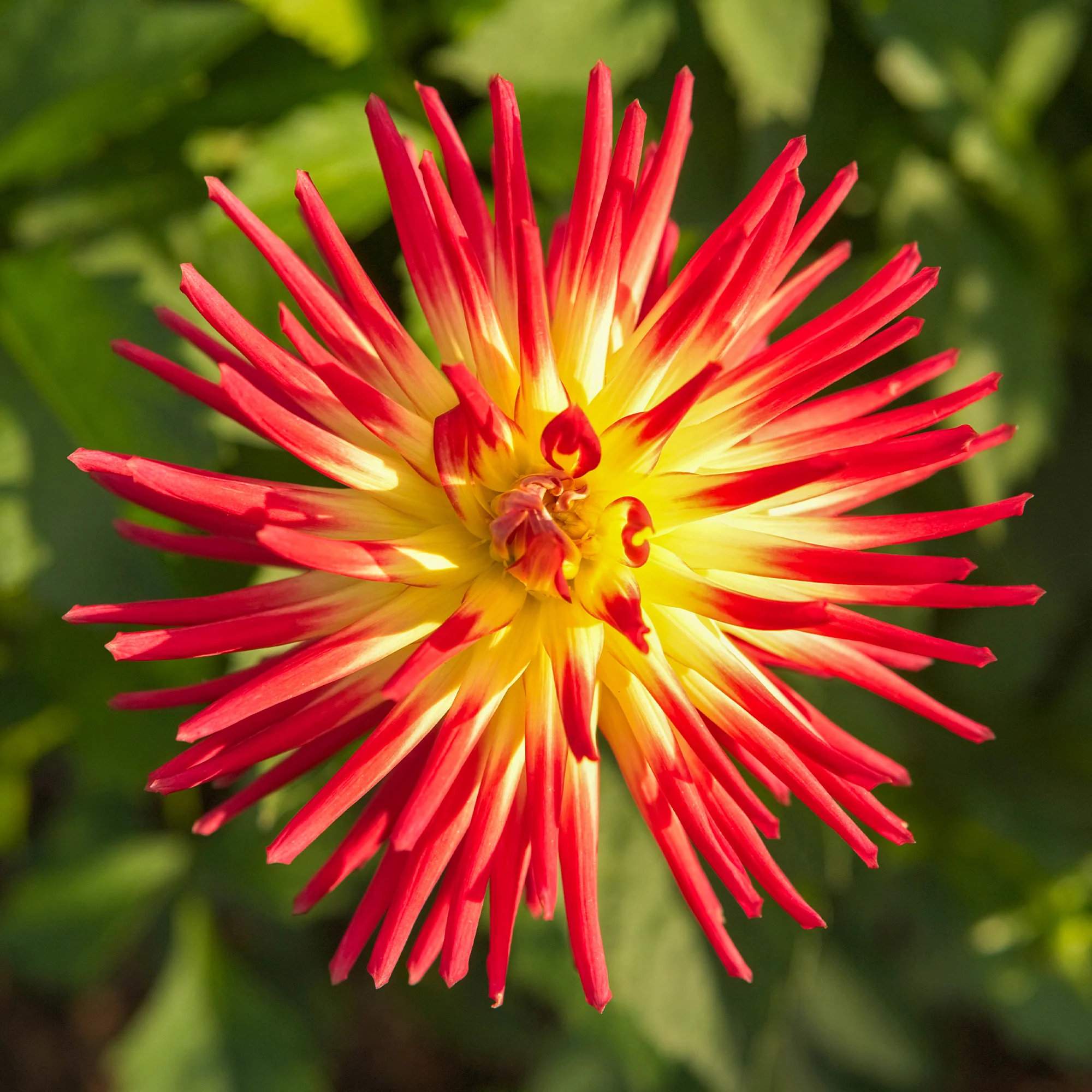 Cactus Dahlia 'Firebird' (x3) - Image 5
