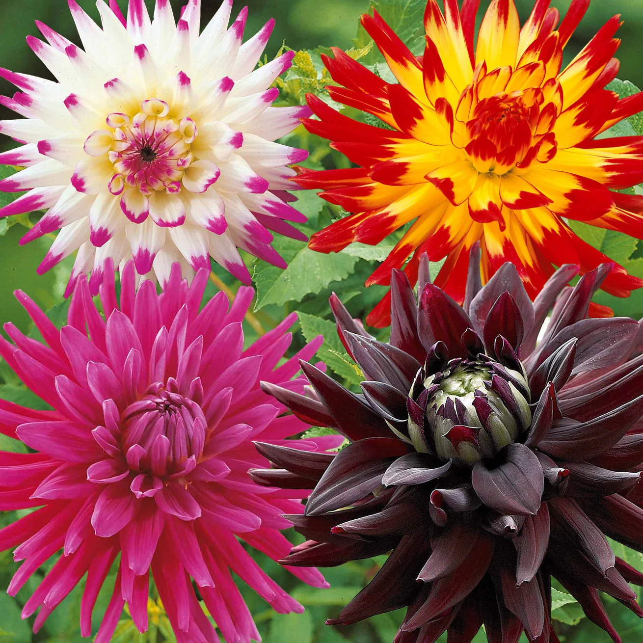 Cactus Dahlia Mix (x8)