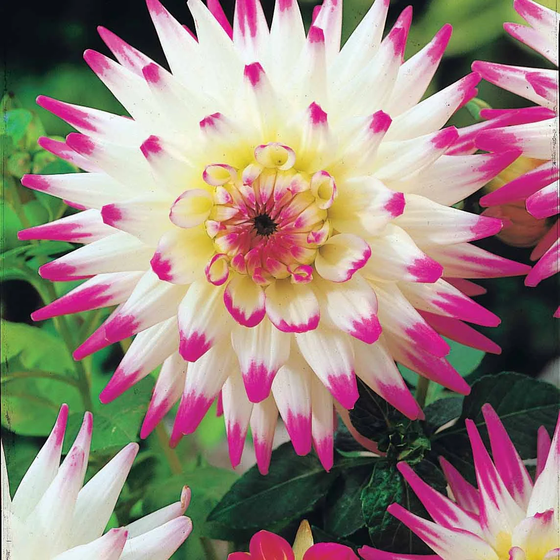 Cactus Dahlia Mix (x8) - Image 2