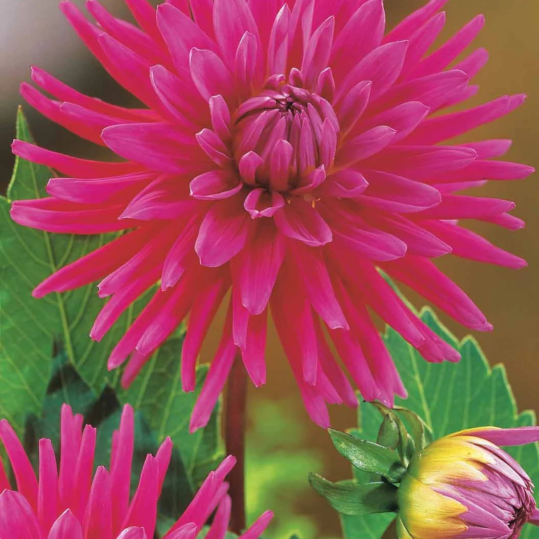 Cactus Dahlia Mix (x8) - Image 3