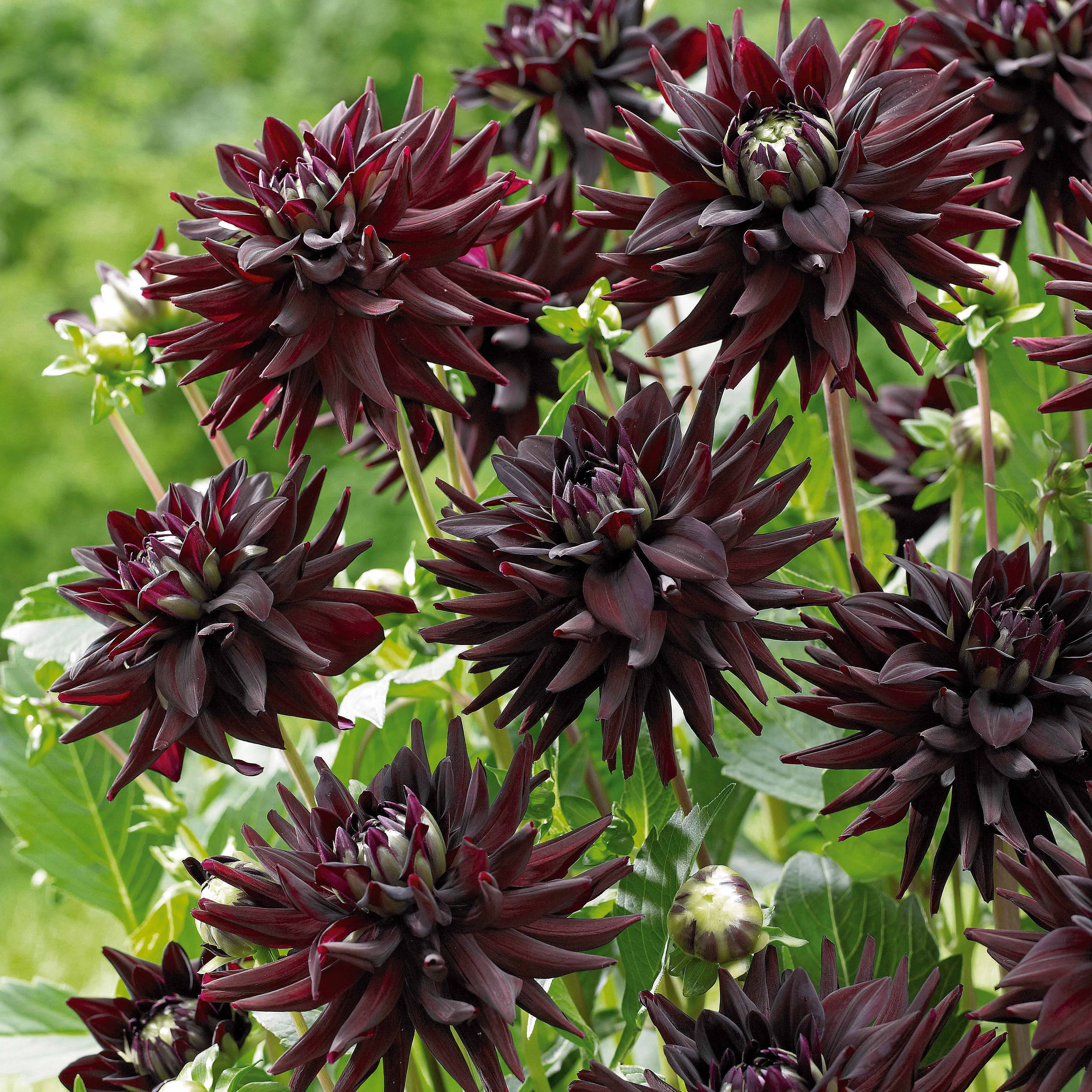 Cactus Dahlia Mix (x8) - Image 4