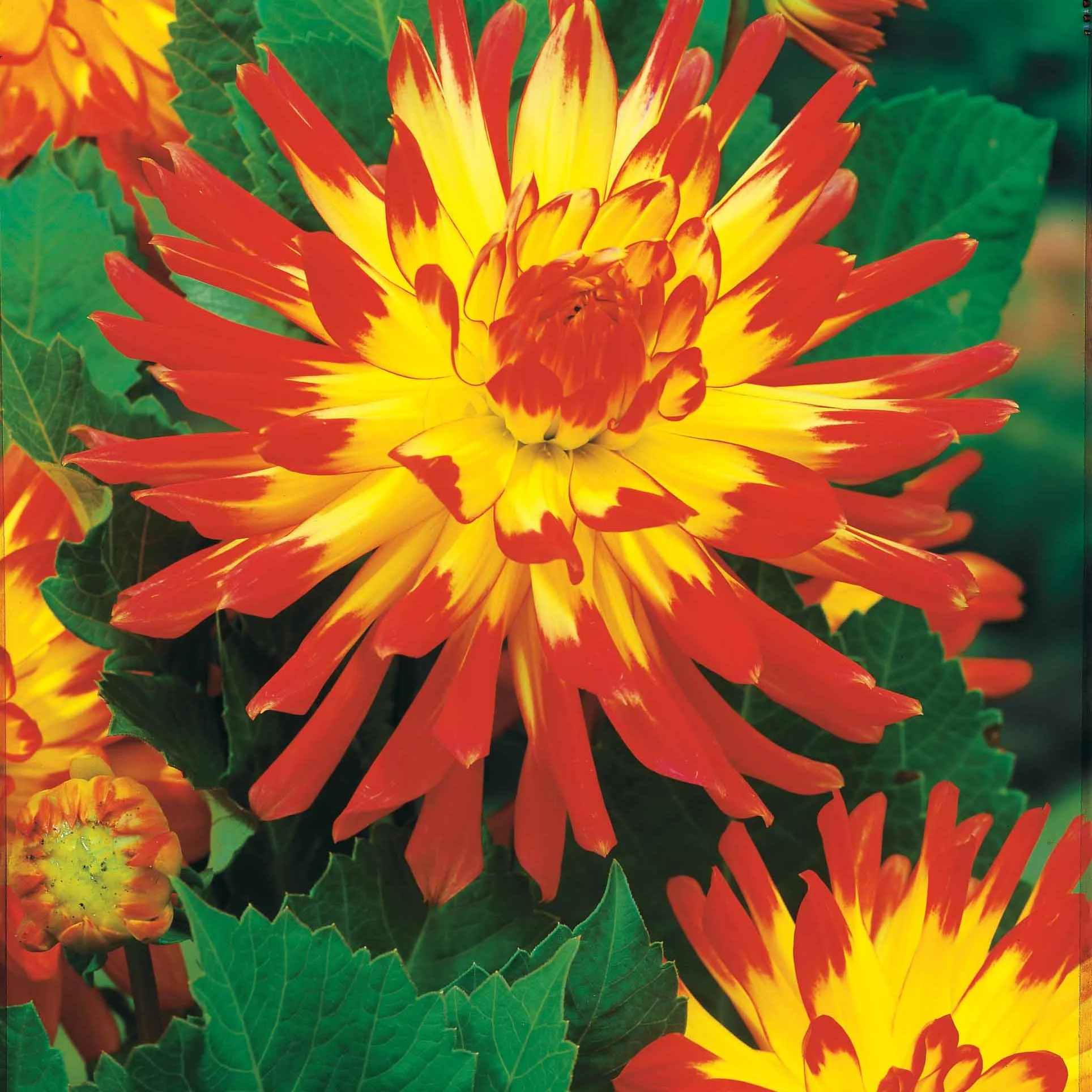 Cactus Dahlia Mix (x8) - Image 5