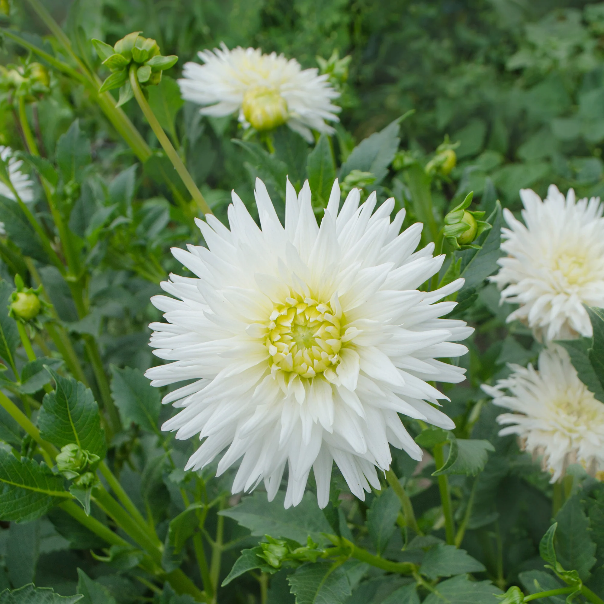 Cactus Dahlia My Love