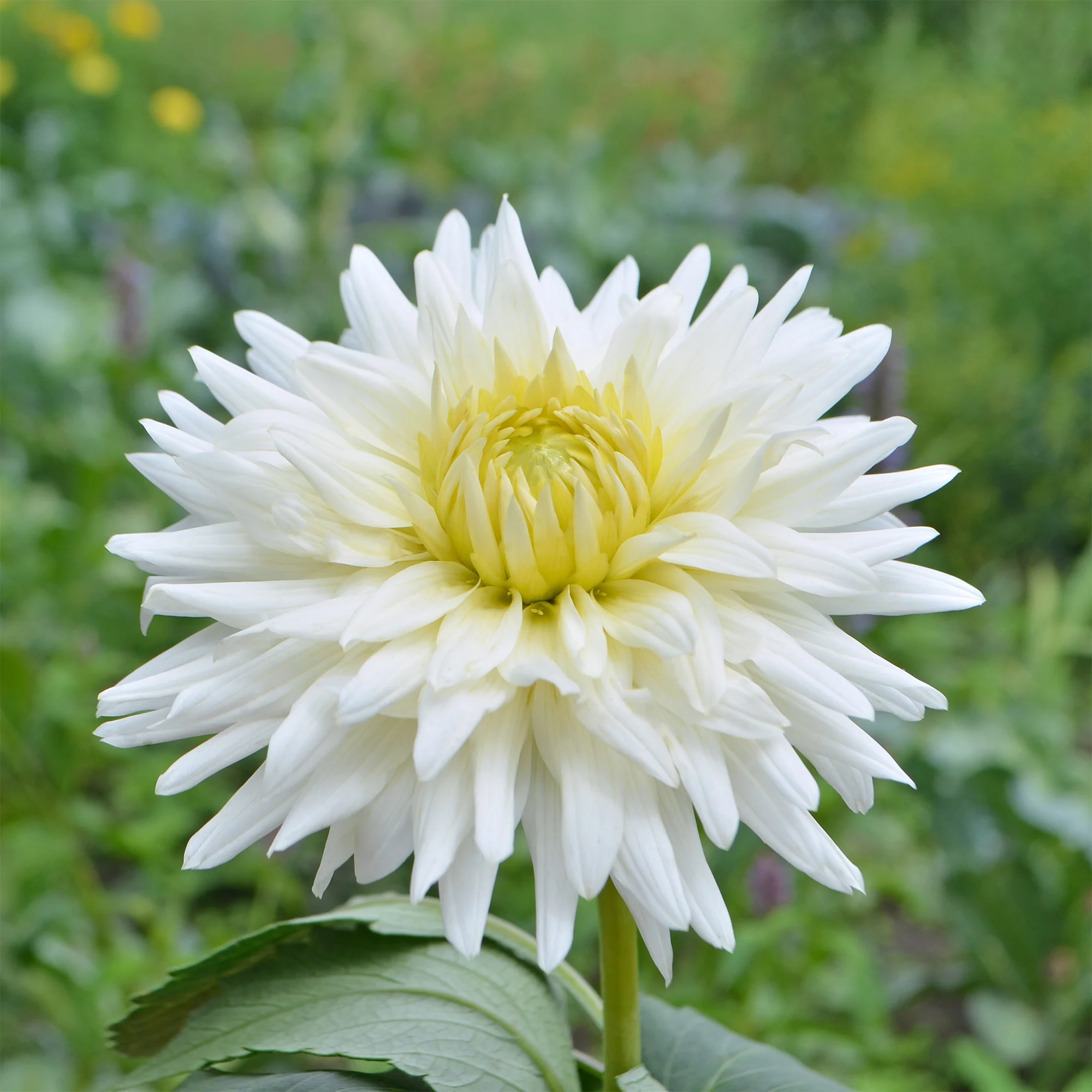 Cactus Dahlia My Love - Image 3