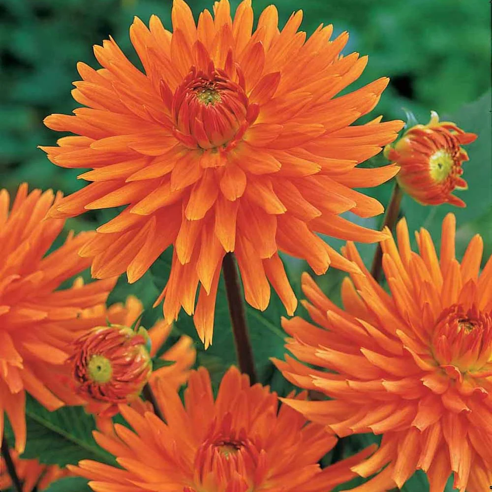 Cactus Dahlias 'Vrouwe Jacob' (x3)