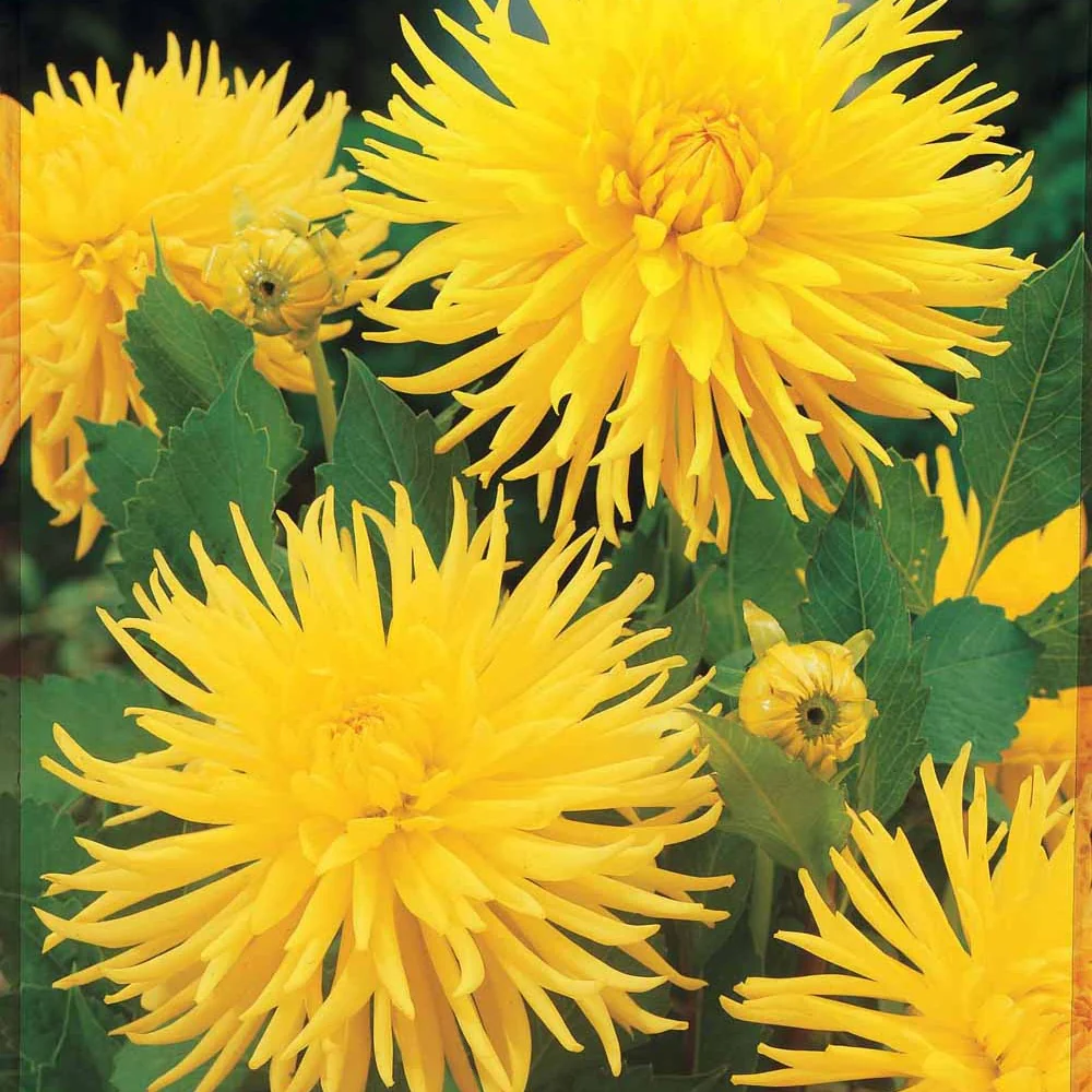 Cactus Dahlias 'Yellow Happiness' (x3)