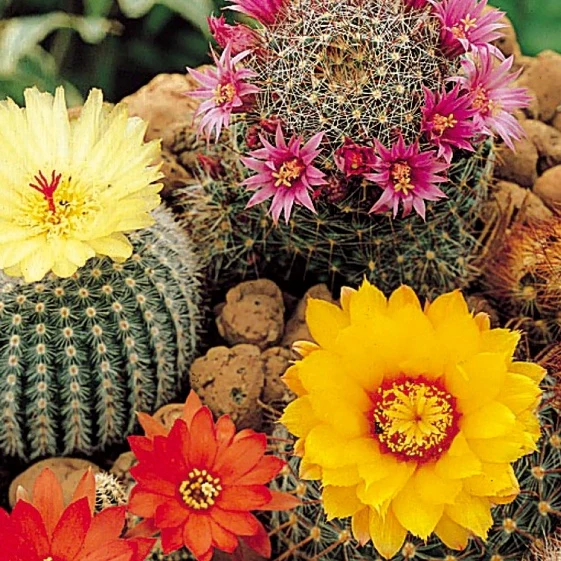 Cactus mix