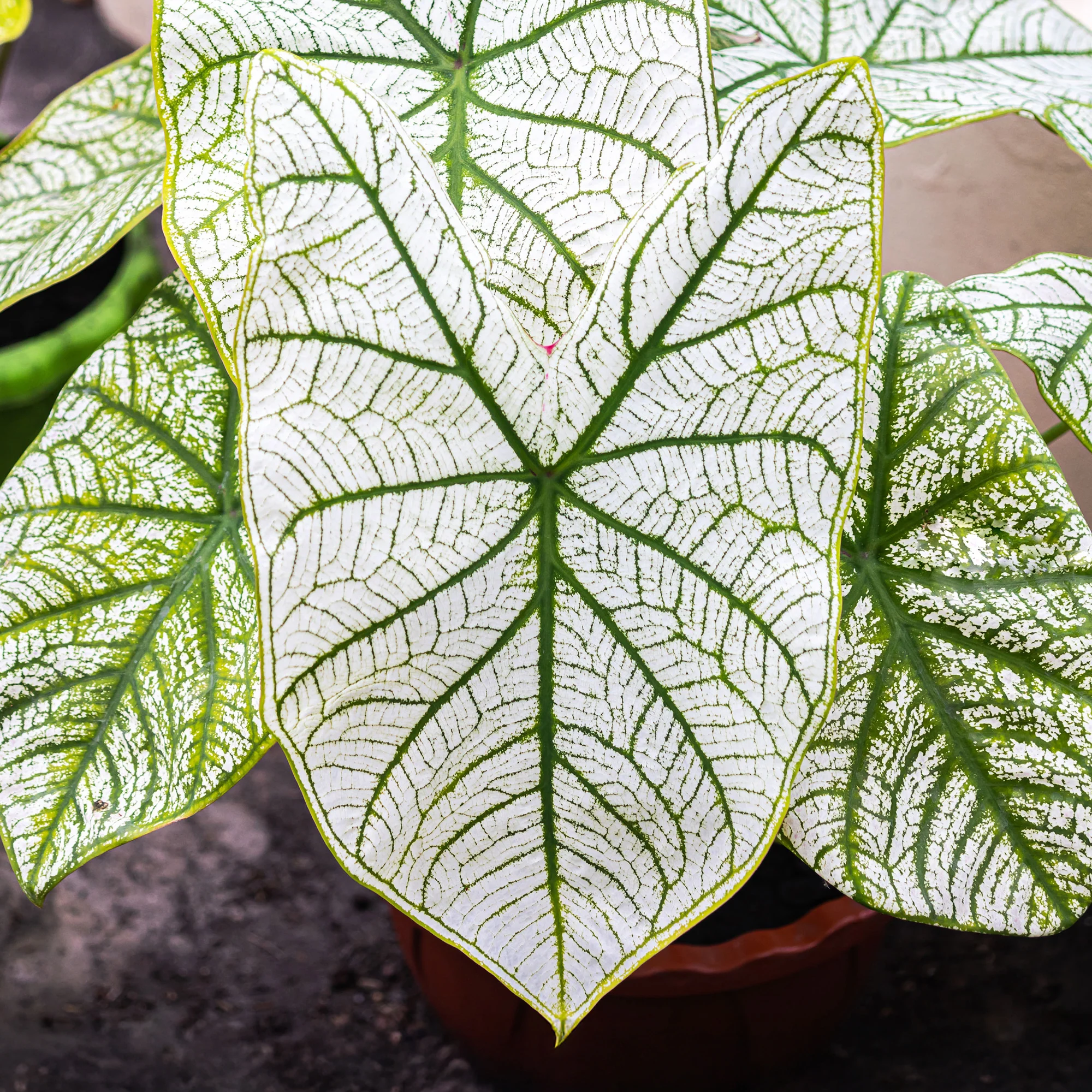 Caladium White Christmas - Image 2