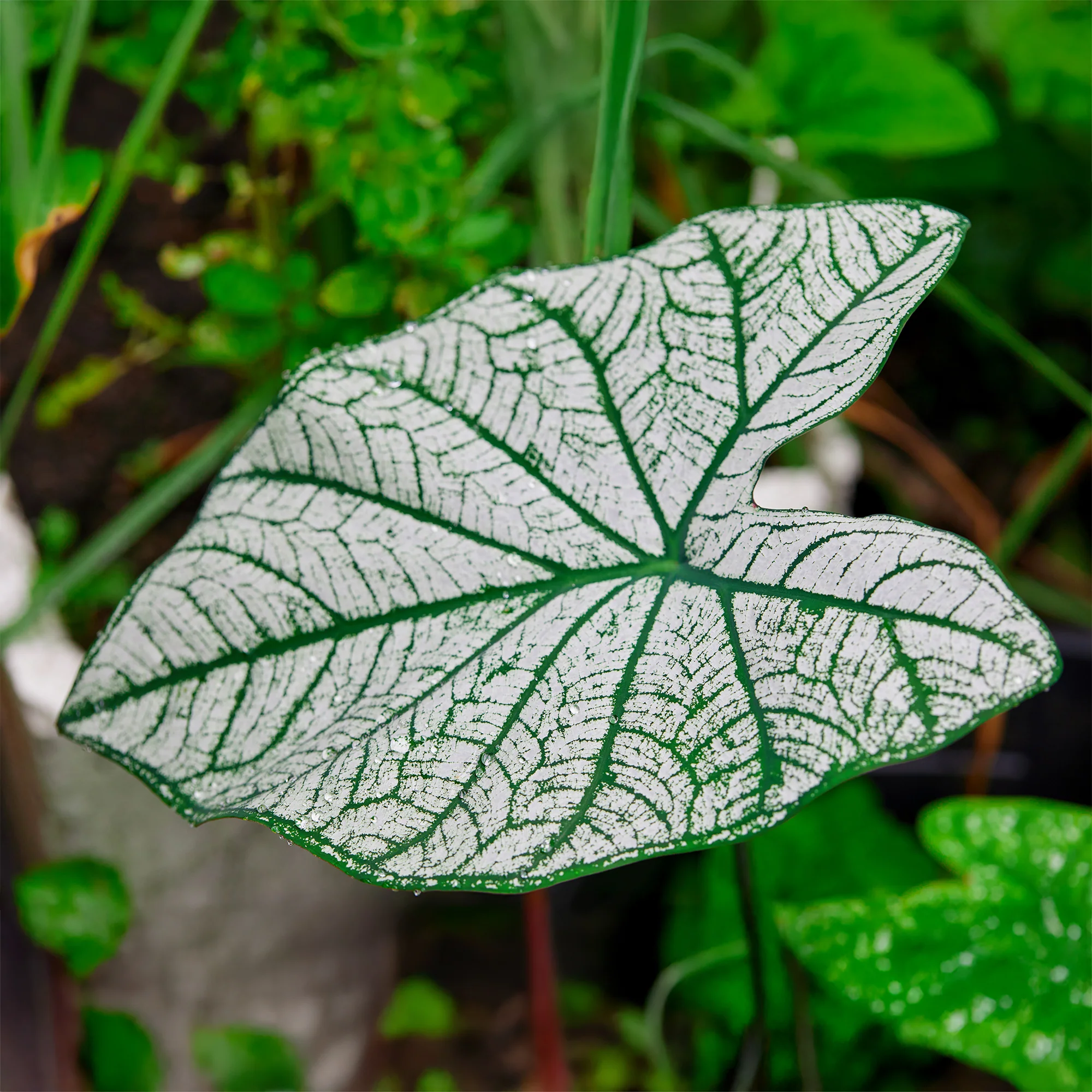 Caladium White Christmas - Image 3