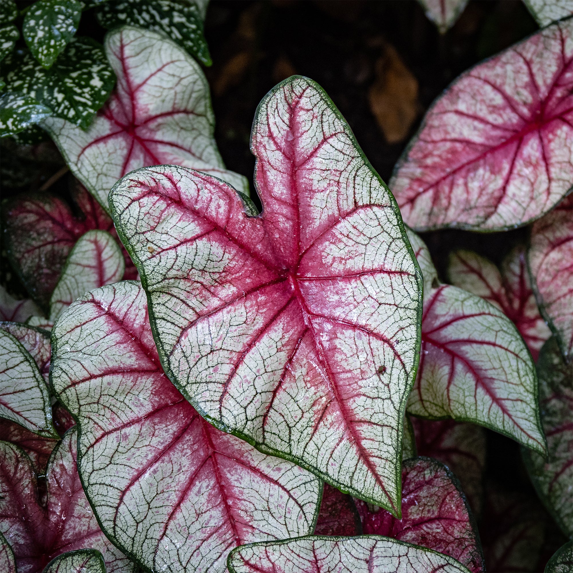 Caladium White Queen