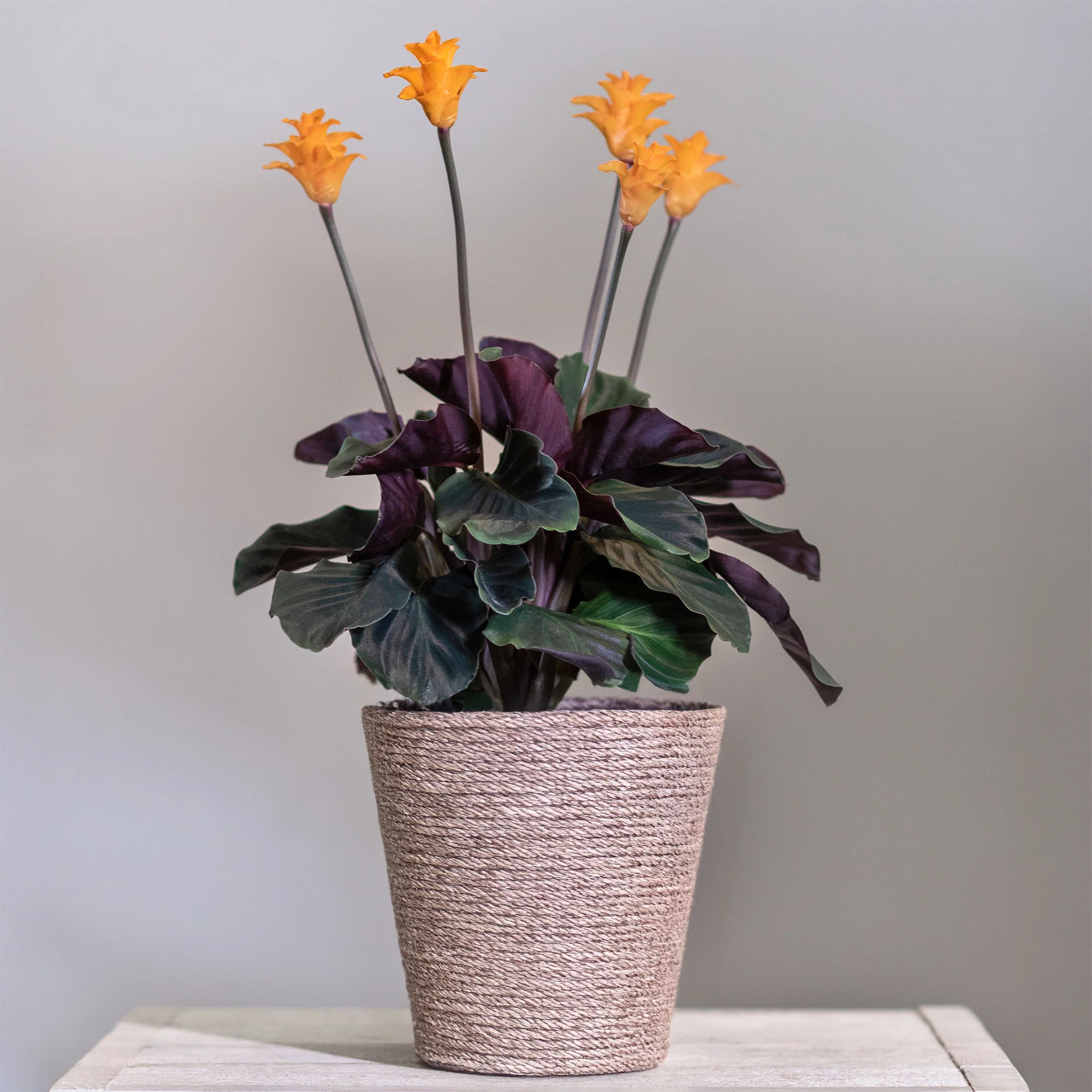 Calathea Crocata / Eeuwige vlam