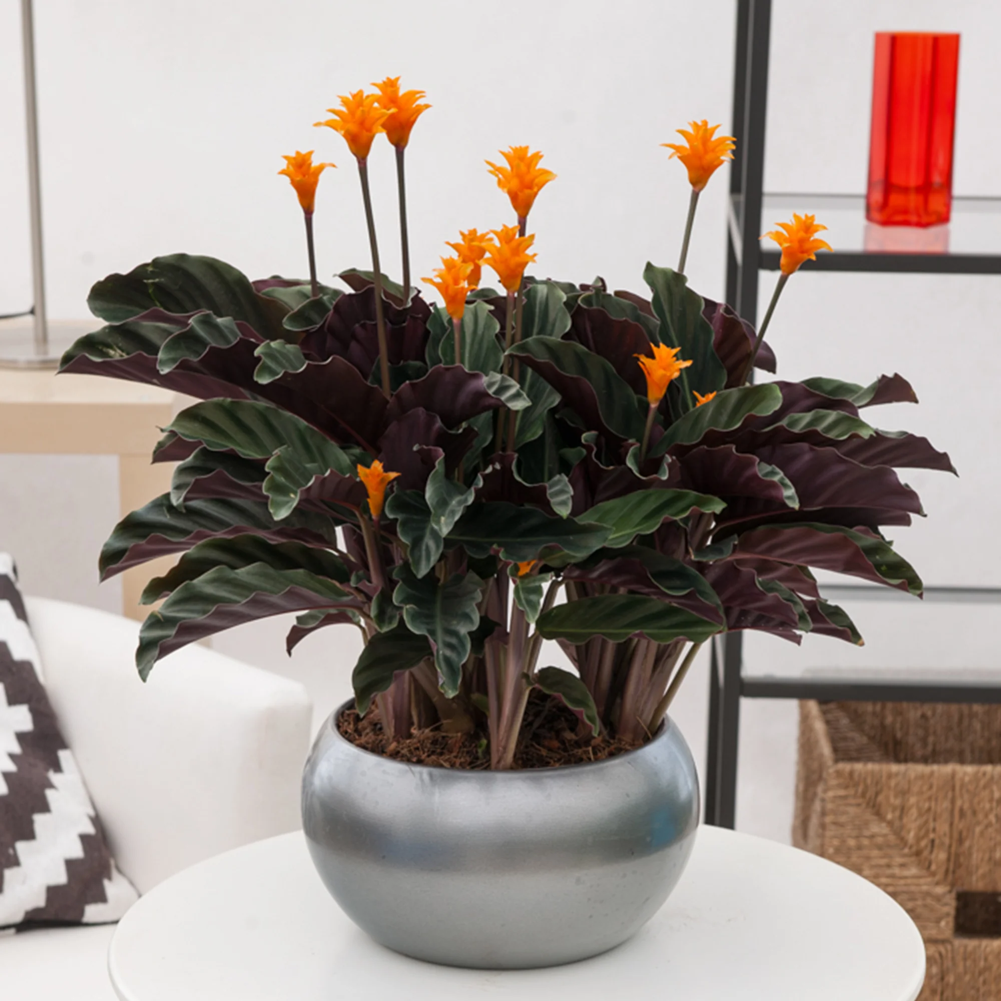 Calathea Crocata / Eeuwige vlam - Image 2