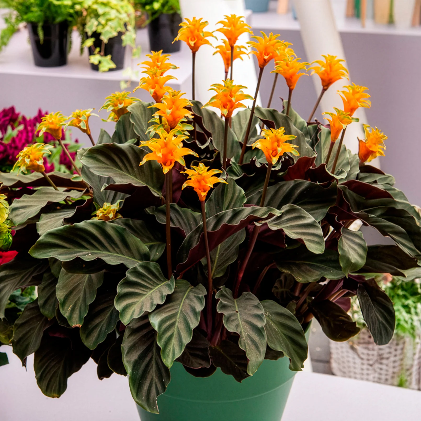 Calathea Crocata / Eeuwige vlam - Image 3
