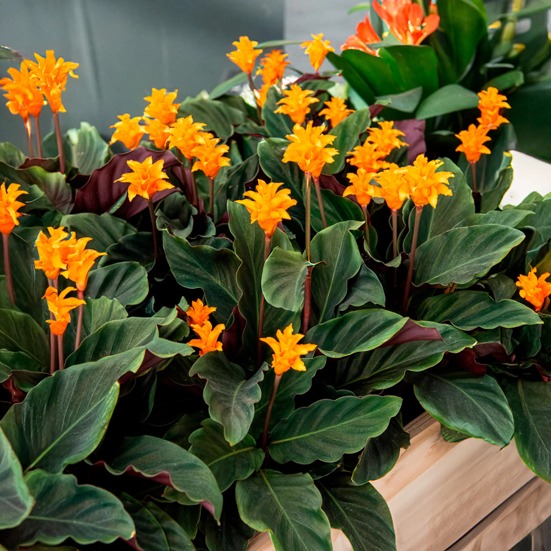 Calathea Crocata / Eeuwige vlam - Image 4