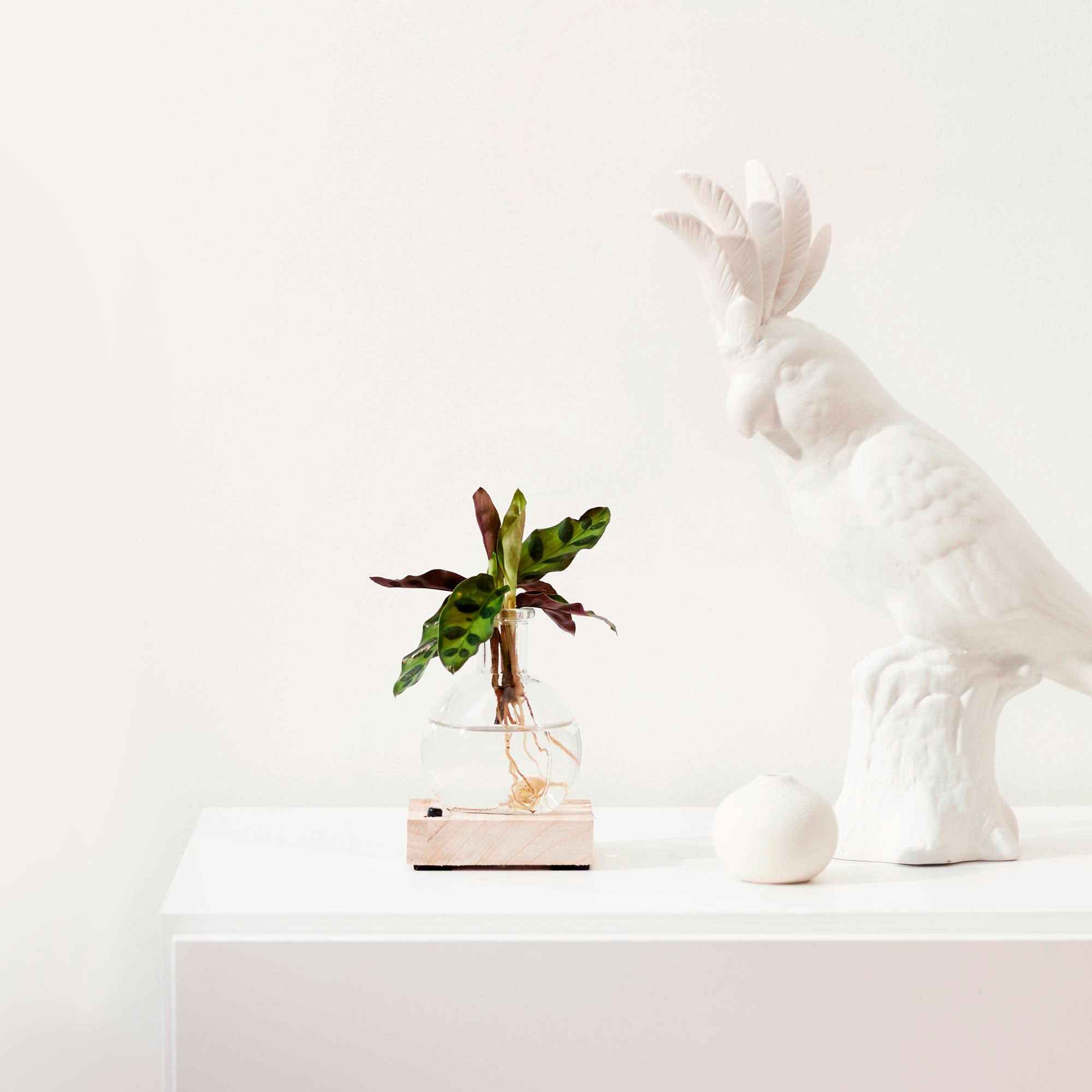 Miniatuur 1