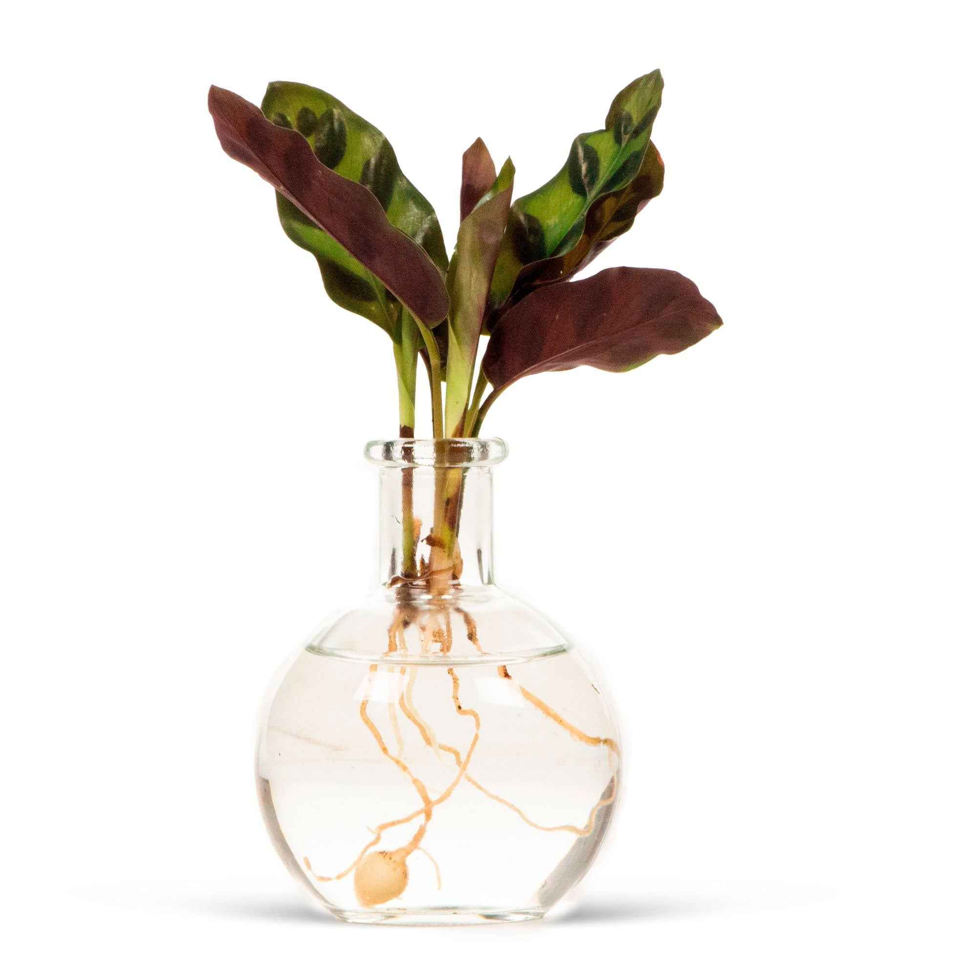 Calathea in Samoa glas - Hydroponie - Image 3