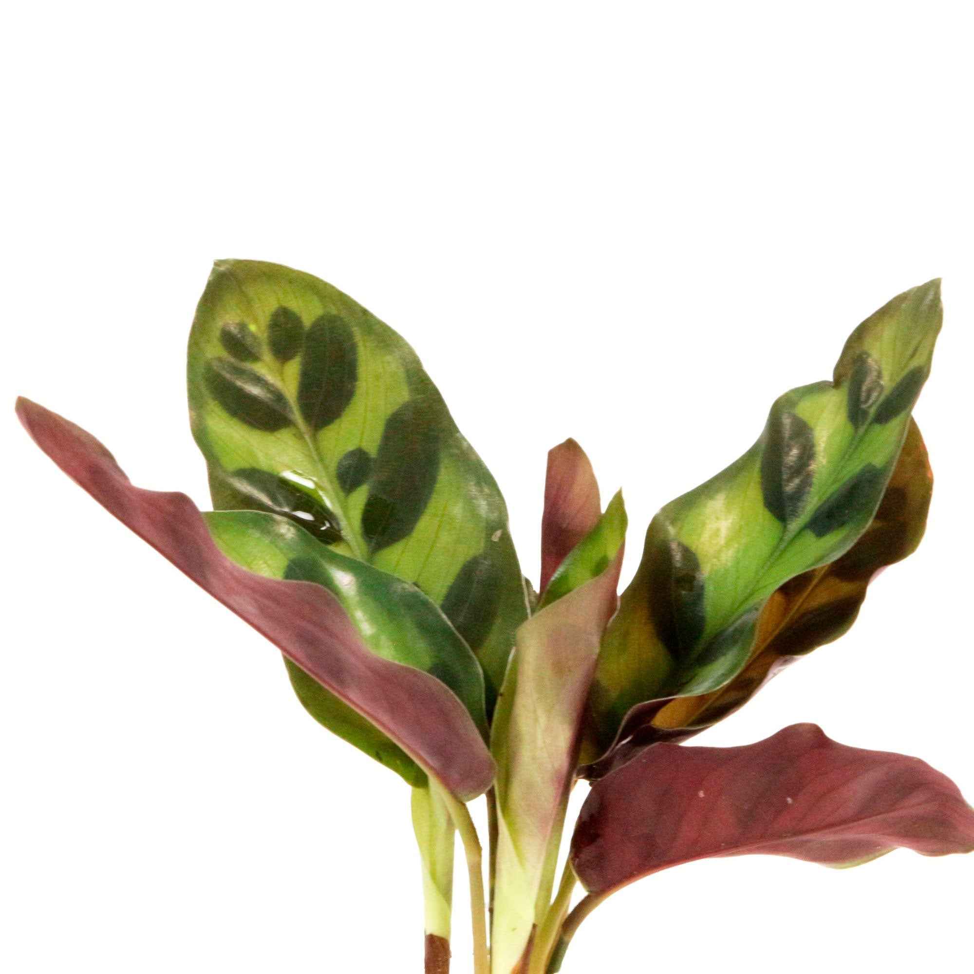 calathea in Samoa glas met ledverlichting - Hydroponie - Image 2