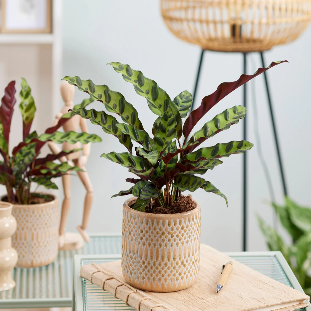 Calathea Insignis