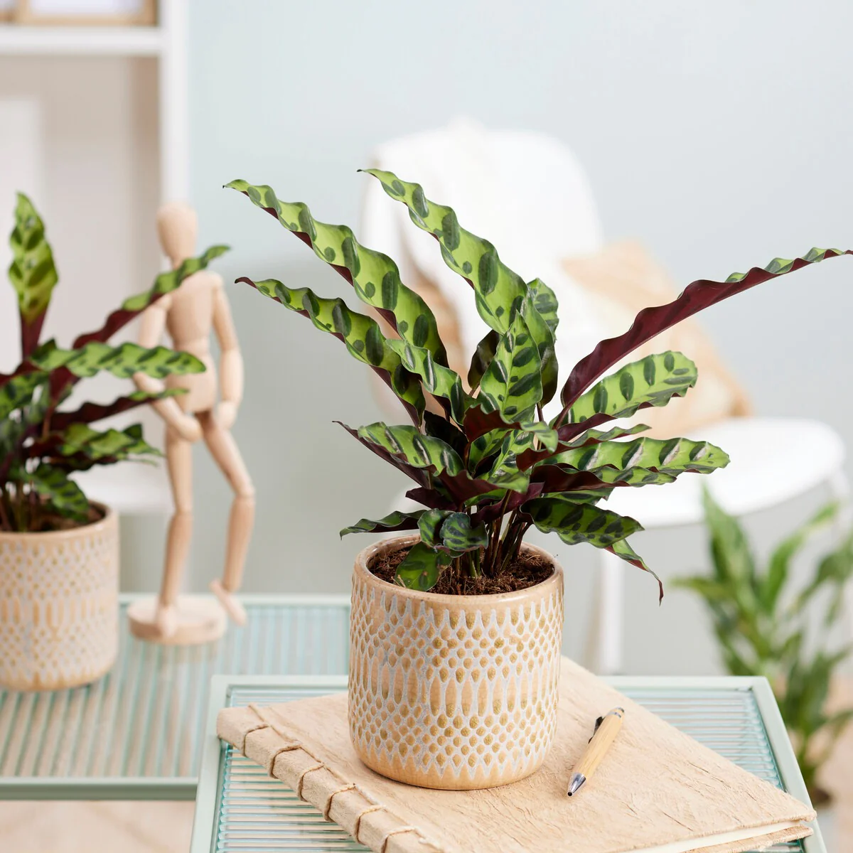 Calathea Insignis - Image 2