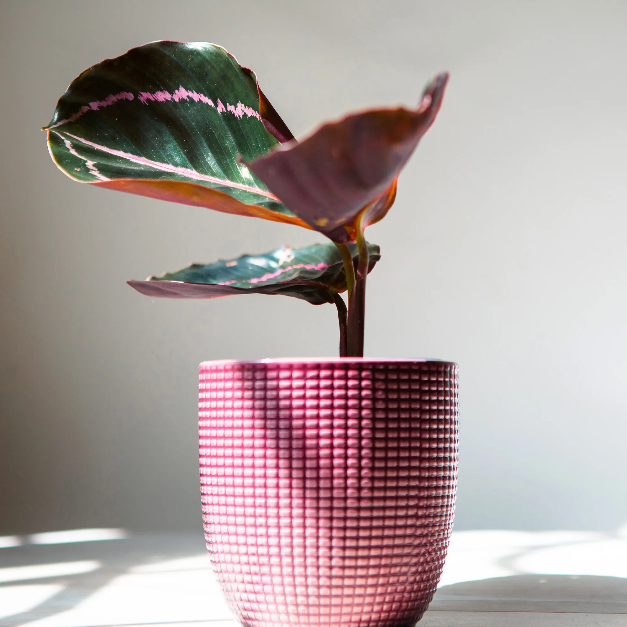 Miniatuur 2