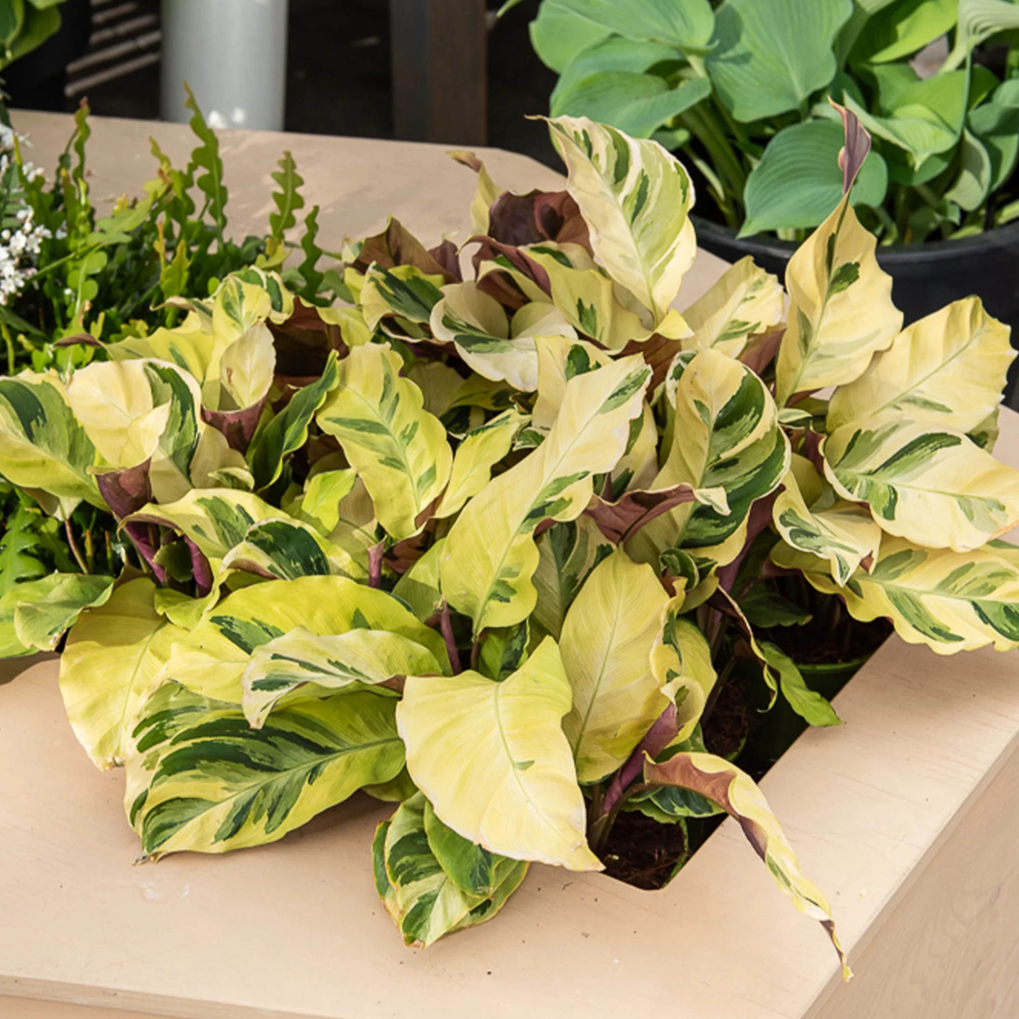 Calathea Yellow fusion / Pauwenplant