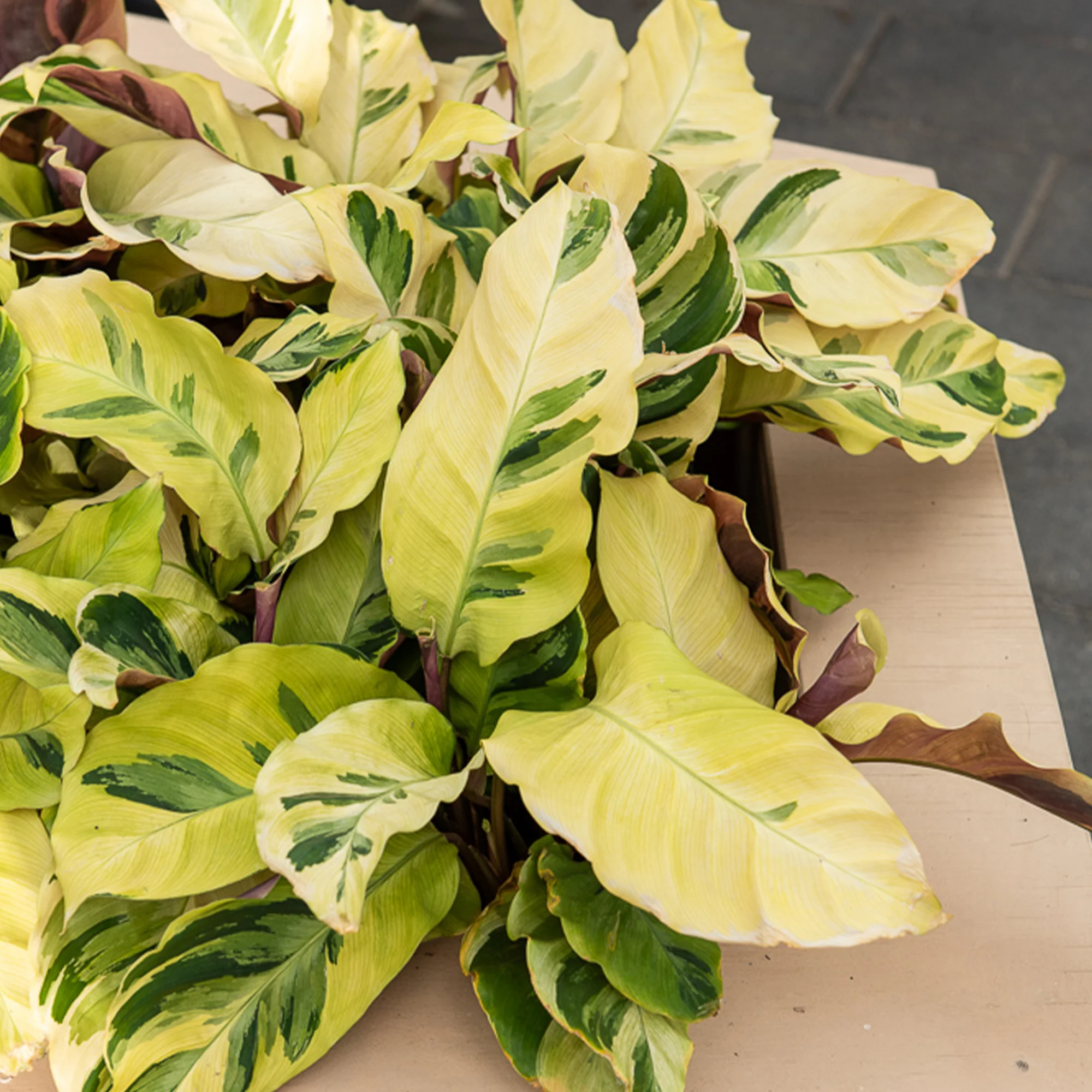 Calathea Yellow fusion / Pauwenplant - Image 2