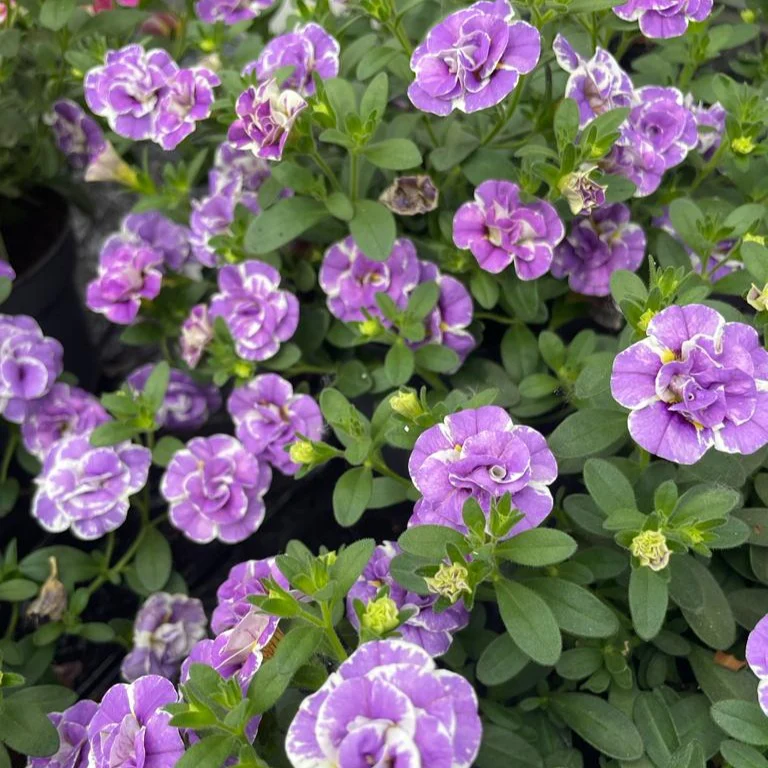 Calibrachoa Dubbel Loopy Lavendel