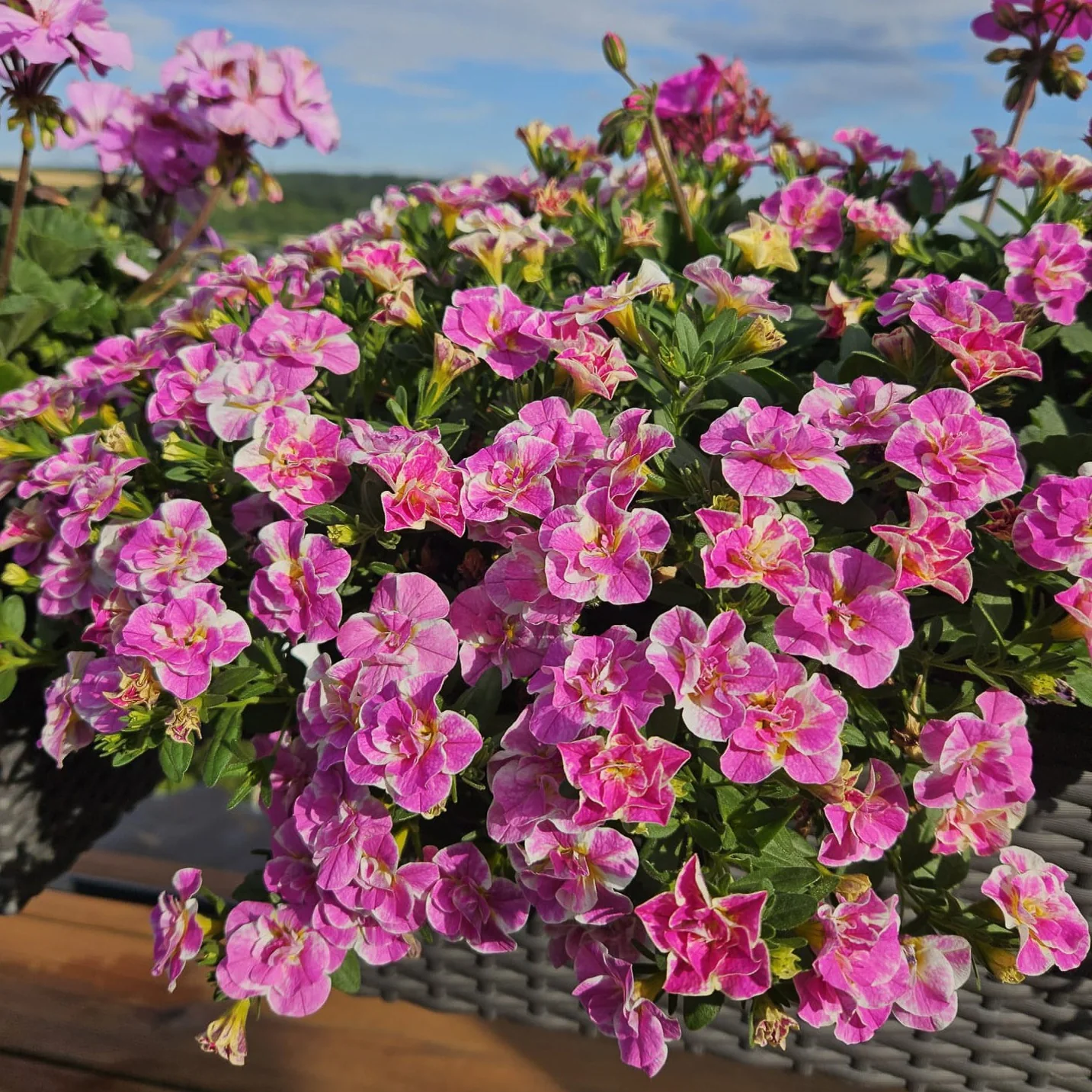 Calibrachoa Dubbel Loopy Roze
