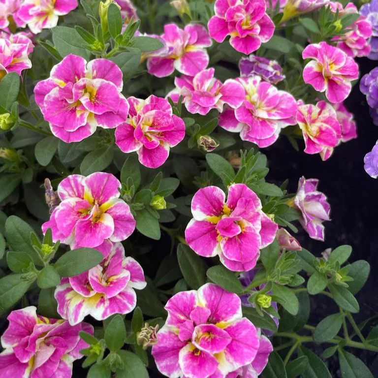 Calibrachoa Dubbel Loopy Roze - Image 2