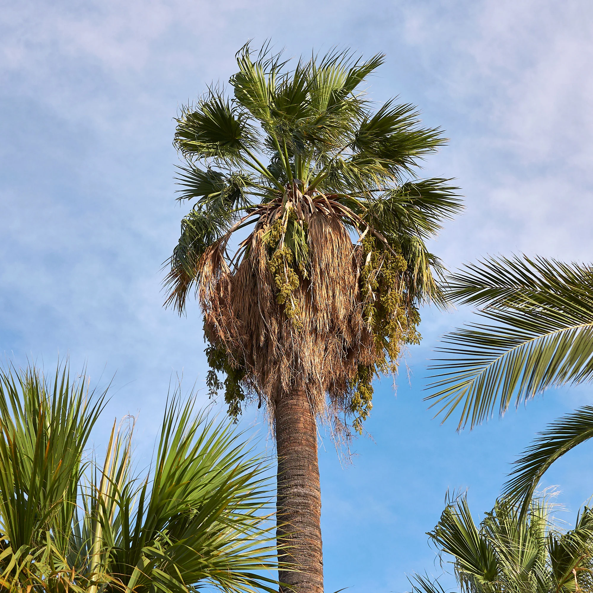 Californische palm