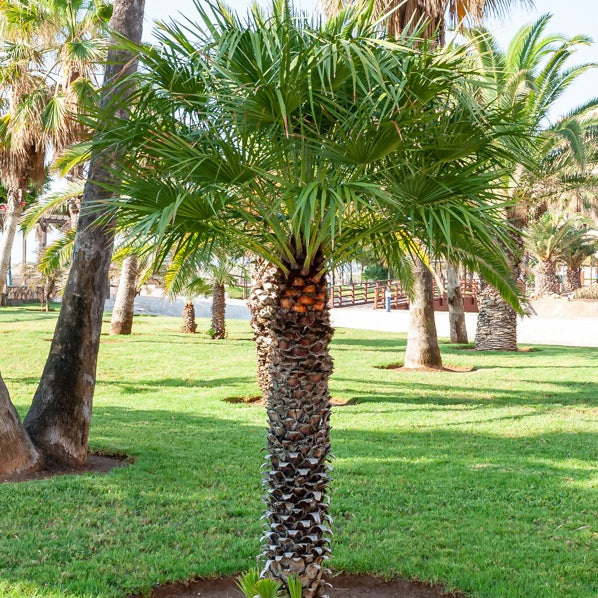 Californische palm - Image 2