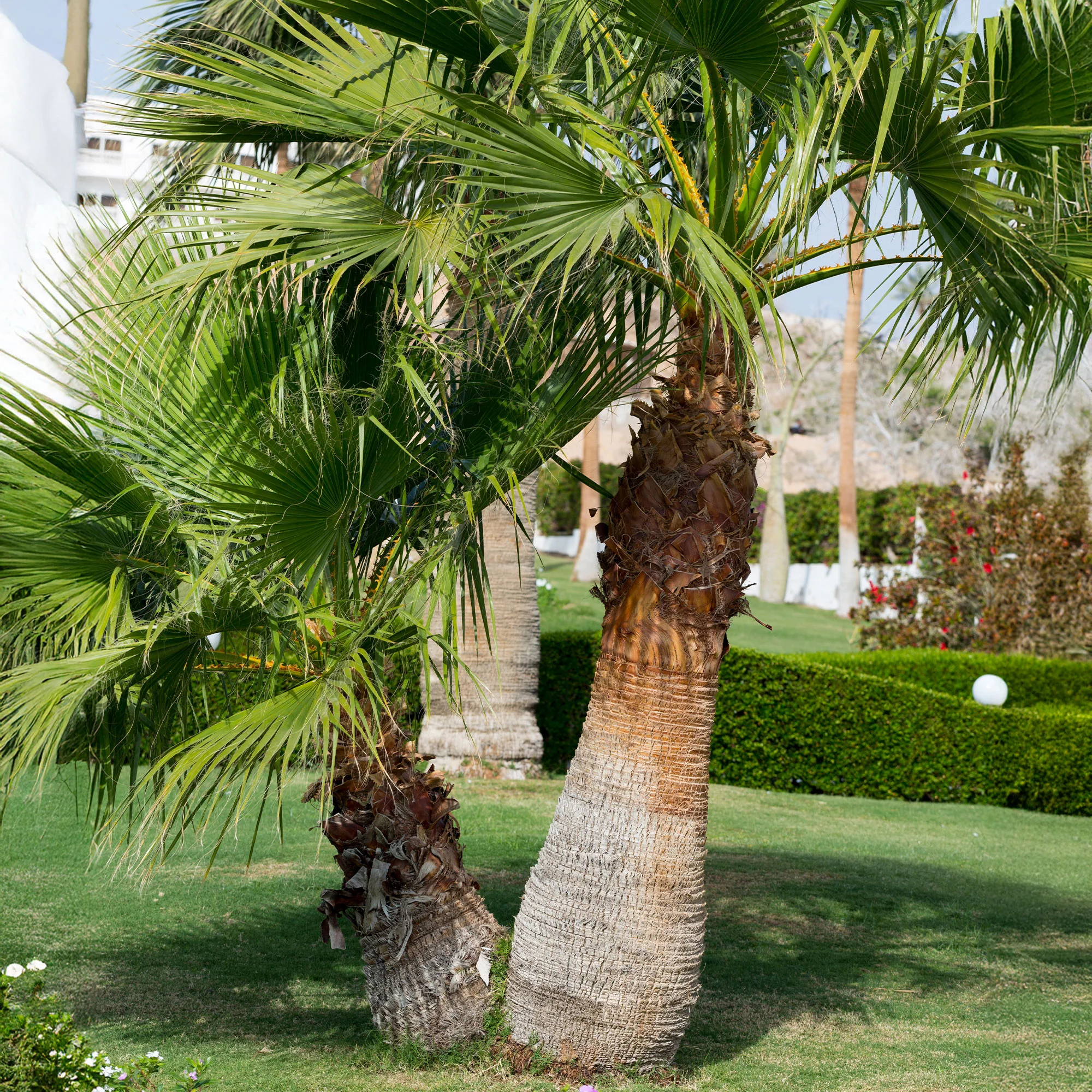Californische palm - Image 3