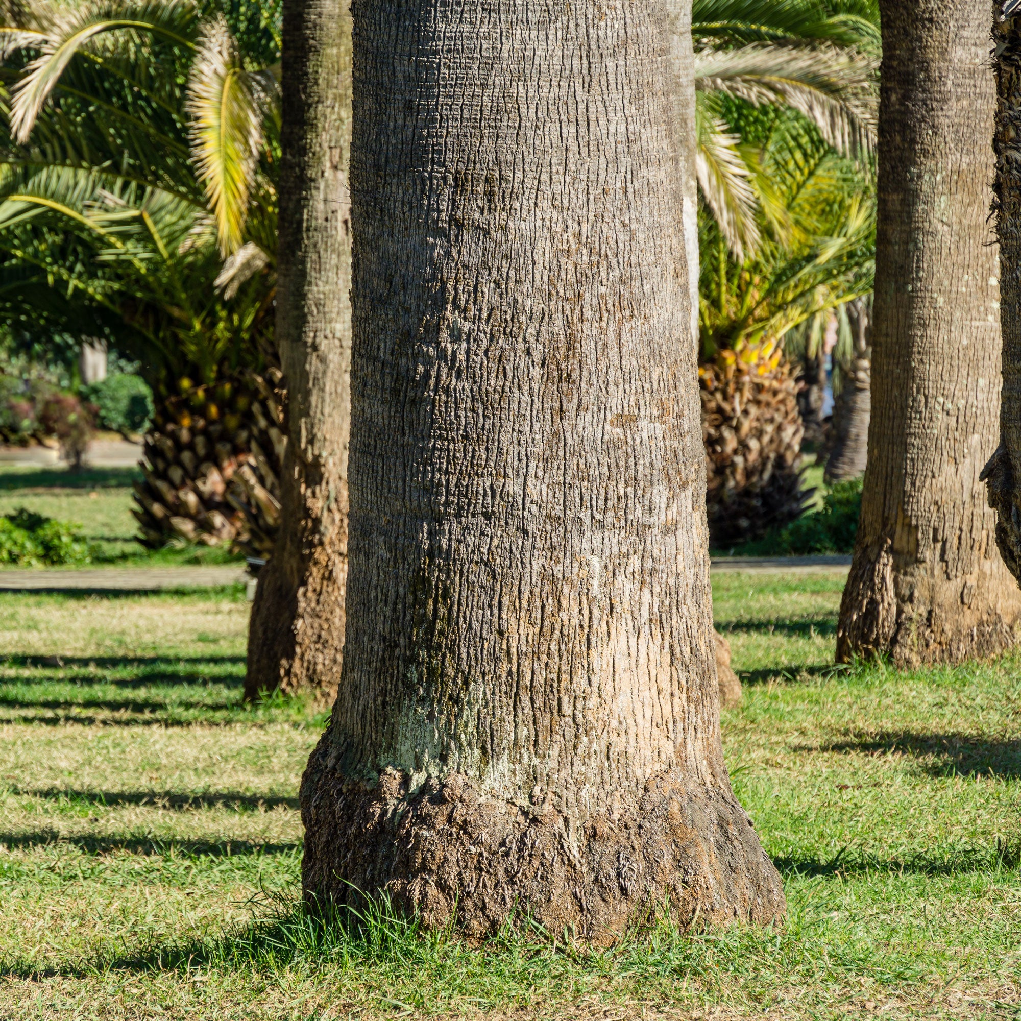 Californische palm - Image 4