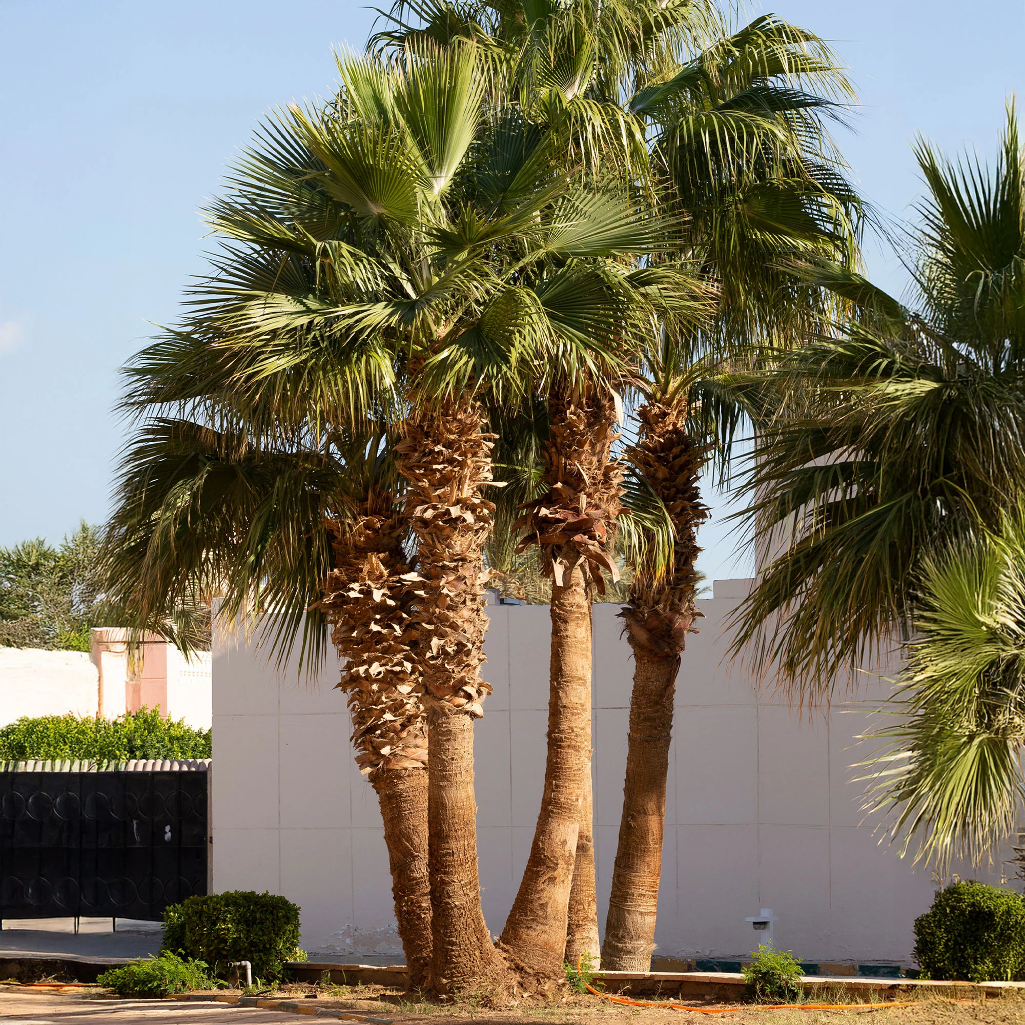 Californische palm - Image 5