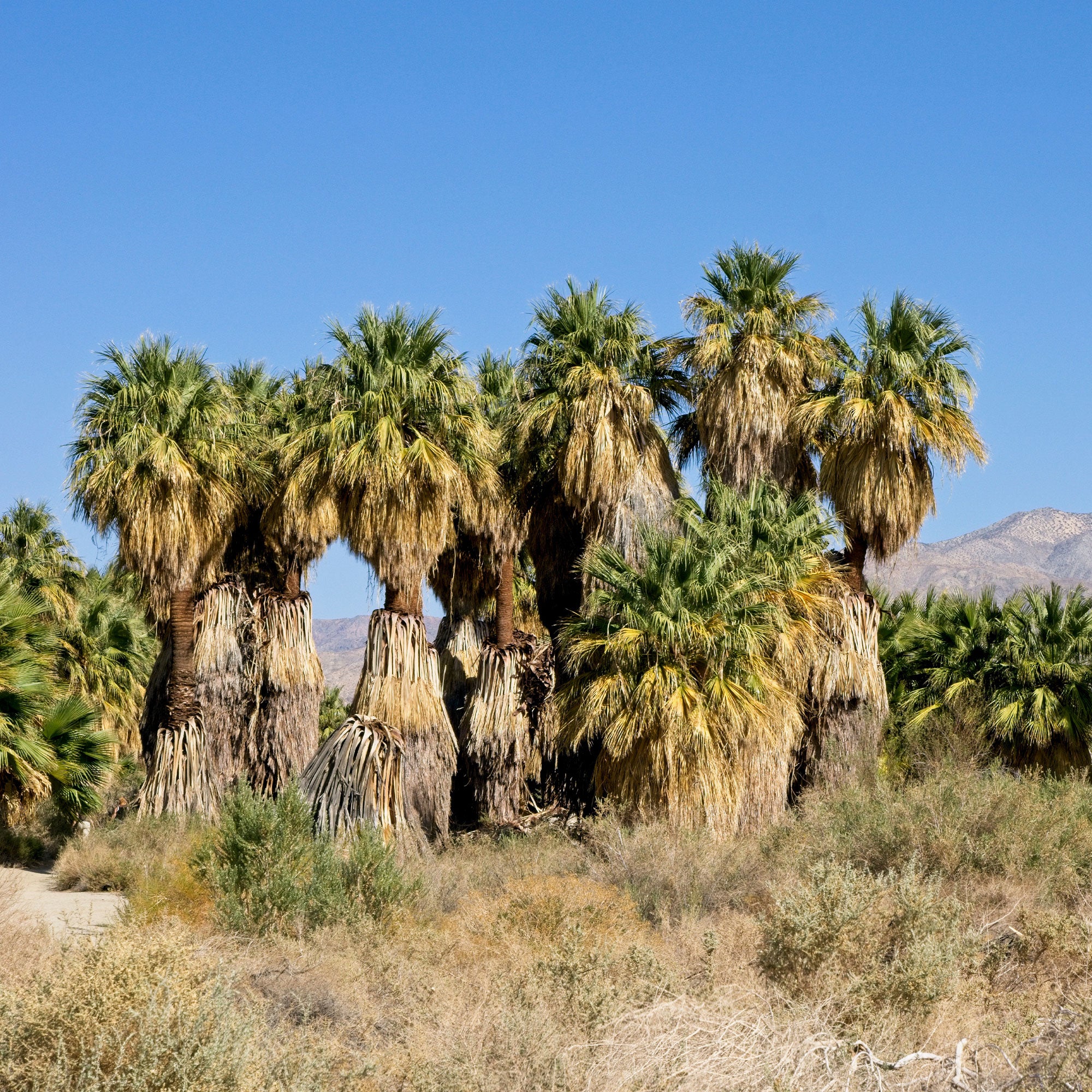 Californische palm - Image 6