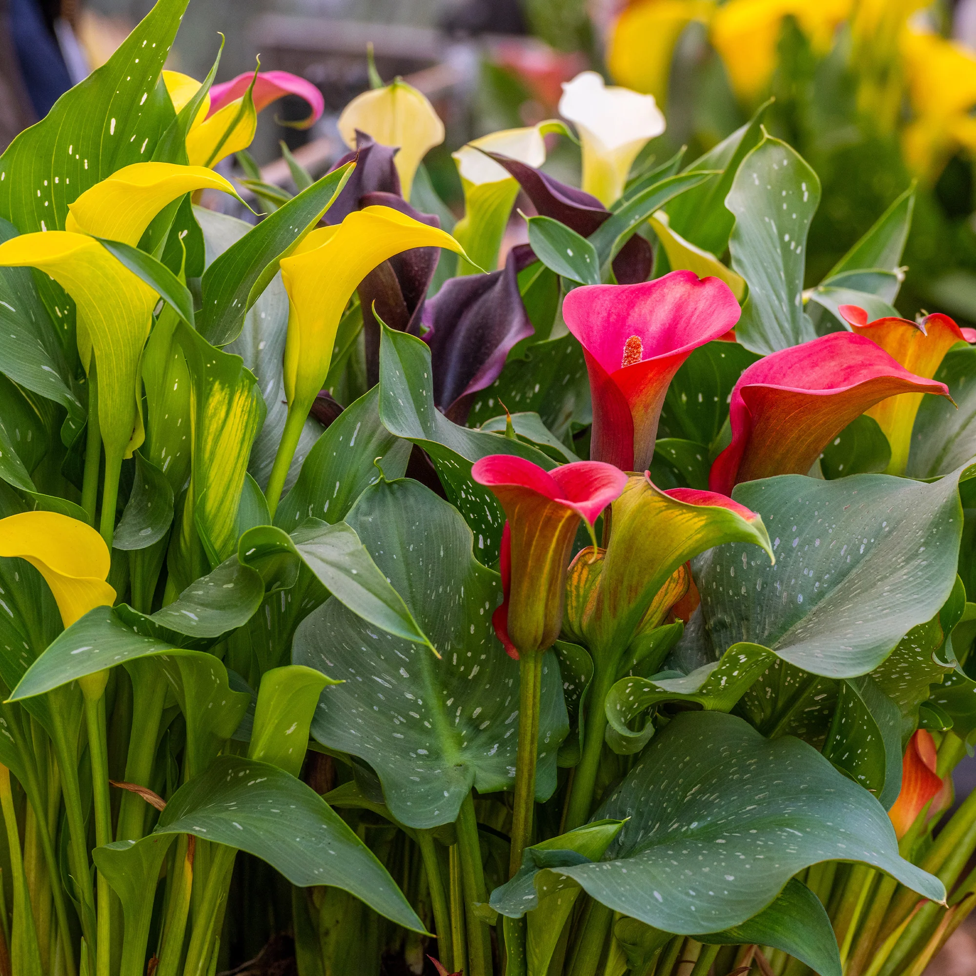 Calla Mix - roze + geel + paars (x3) - Image 3