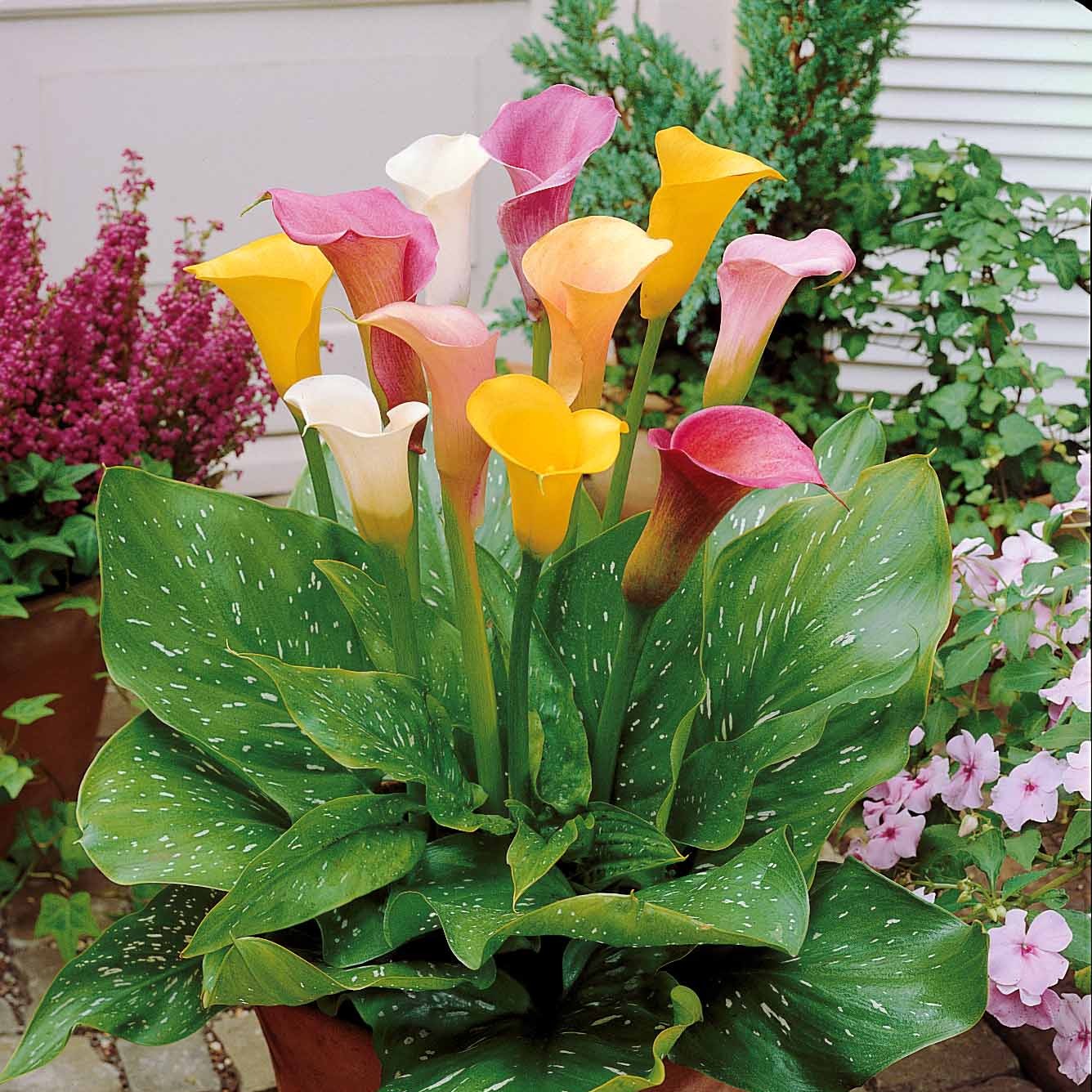 Miniatuur 1