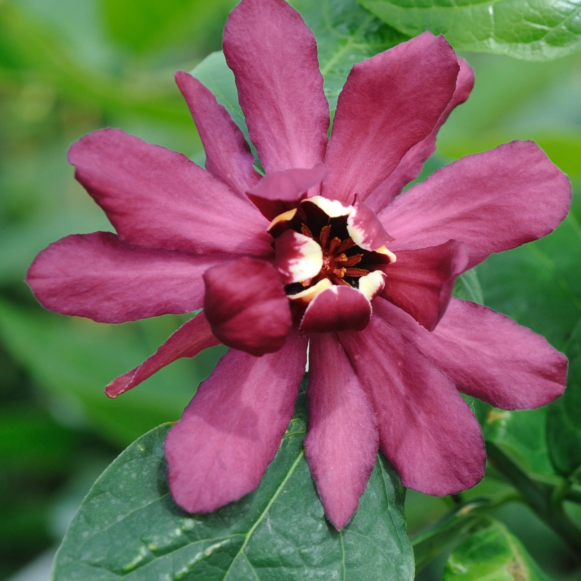 Calycanthus 'Hartlage Wine'