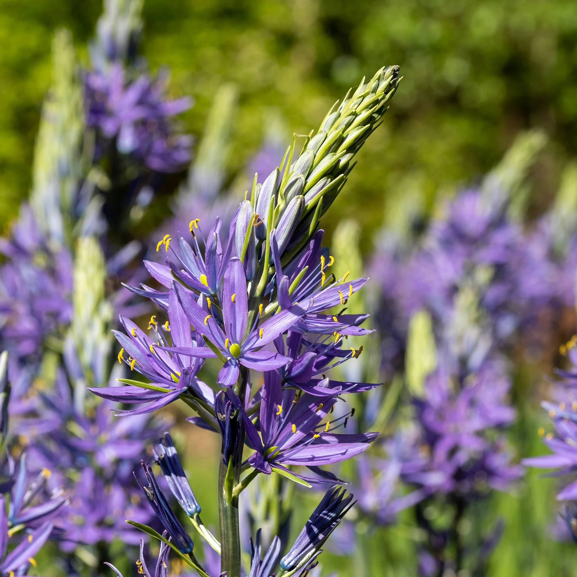 Camassia Leichtlinii Caerulea (x5)