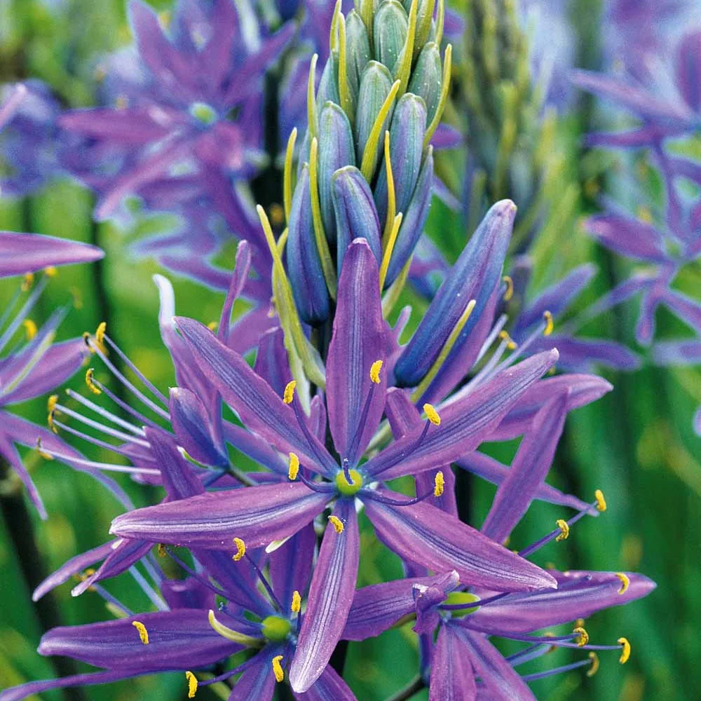 Camassia Leichtlinii Caerulea (x5) - Image 2
