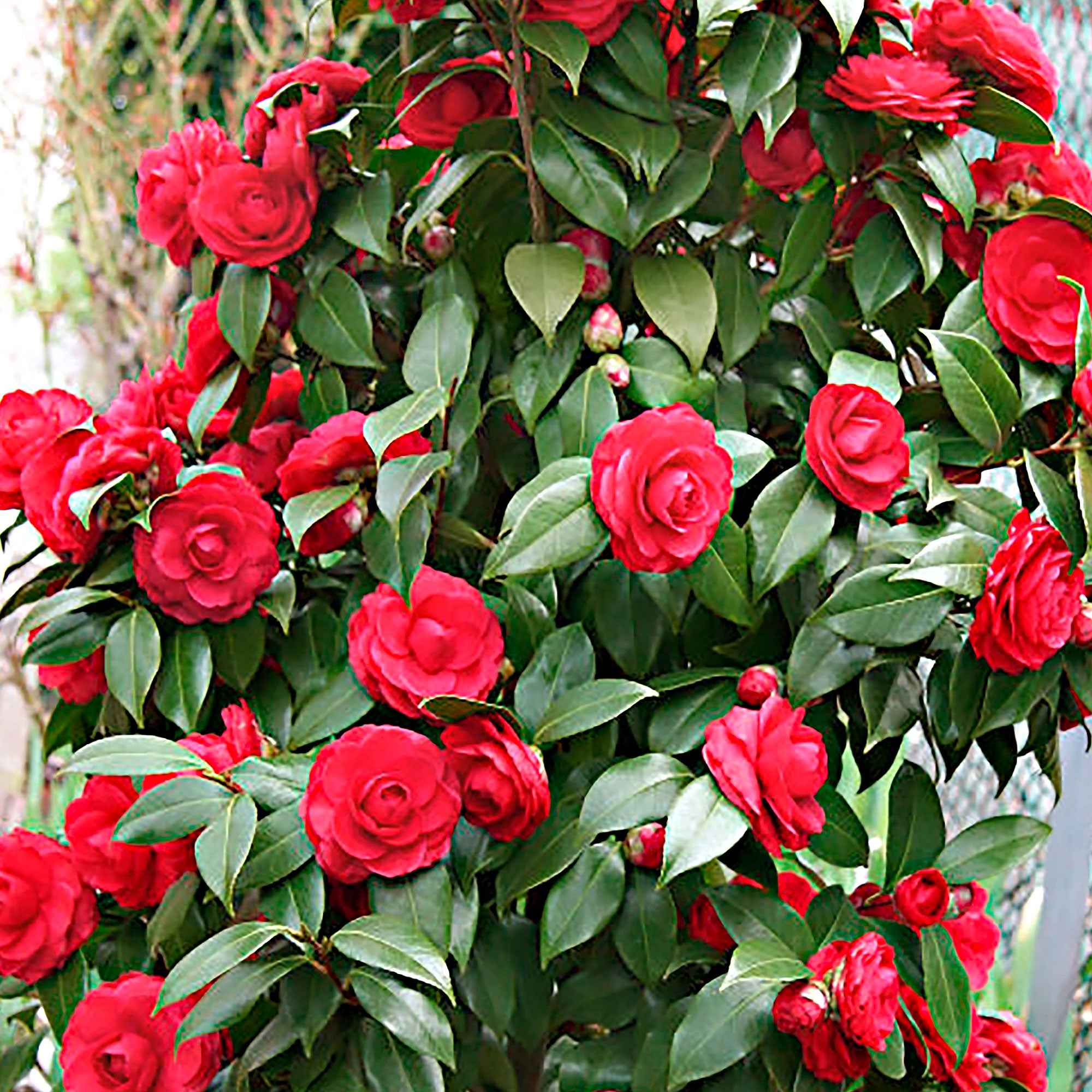 Japanse roos 'Black Lace'