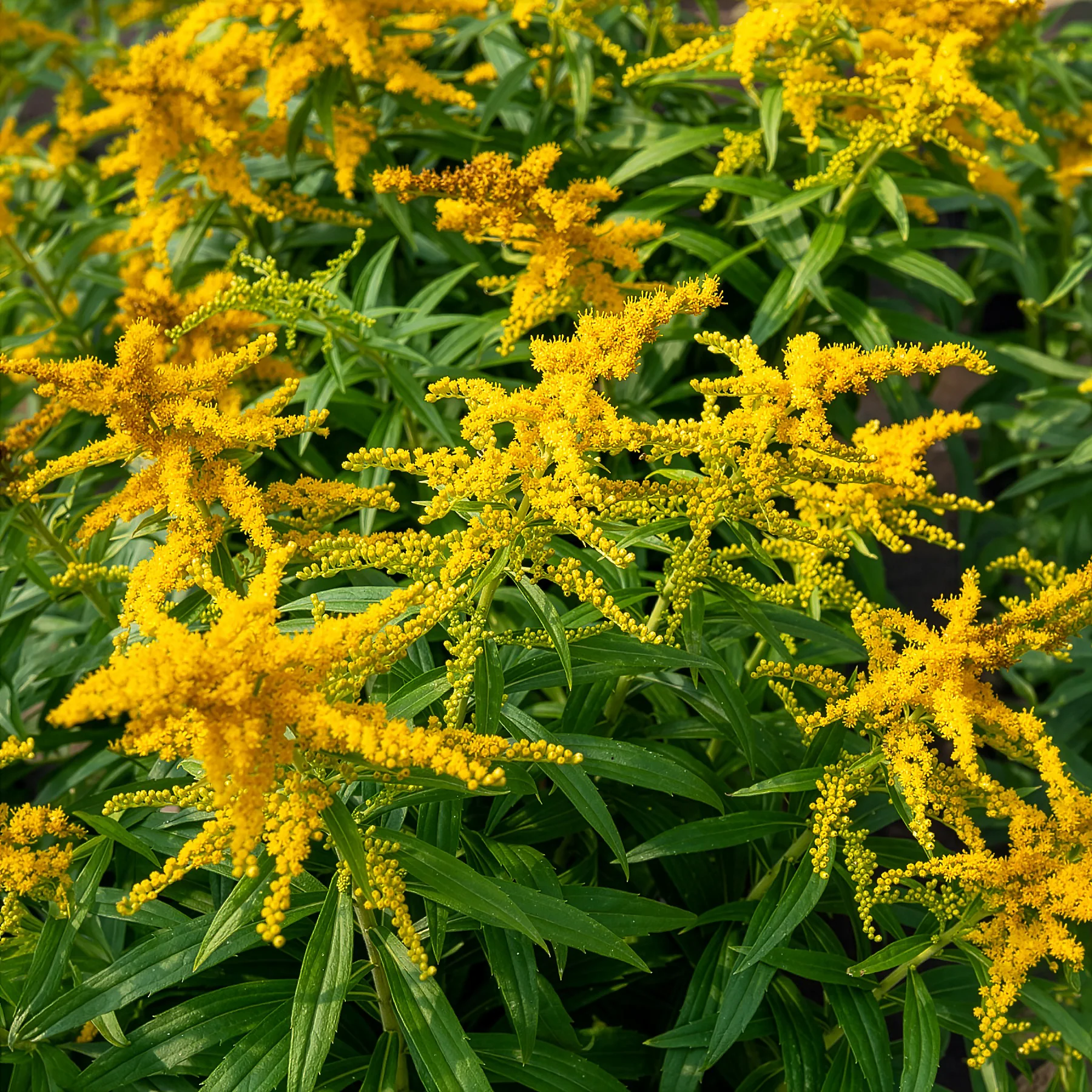 Canadese guldenroede  Golden Dwarf - Image 3