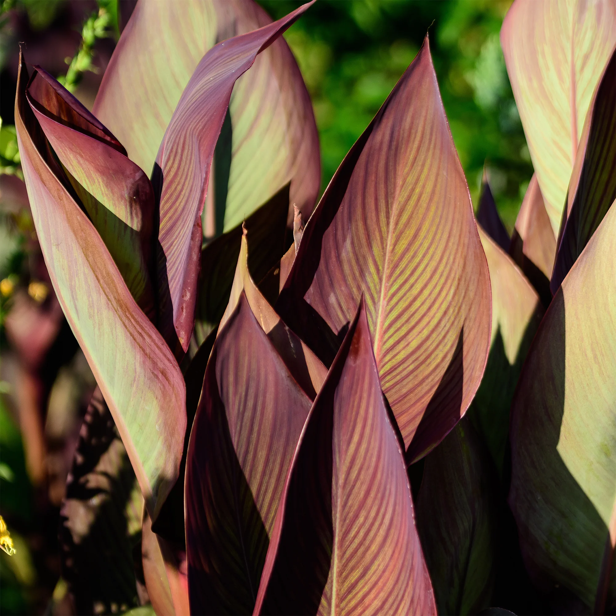 Canna Angelique - Image 2