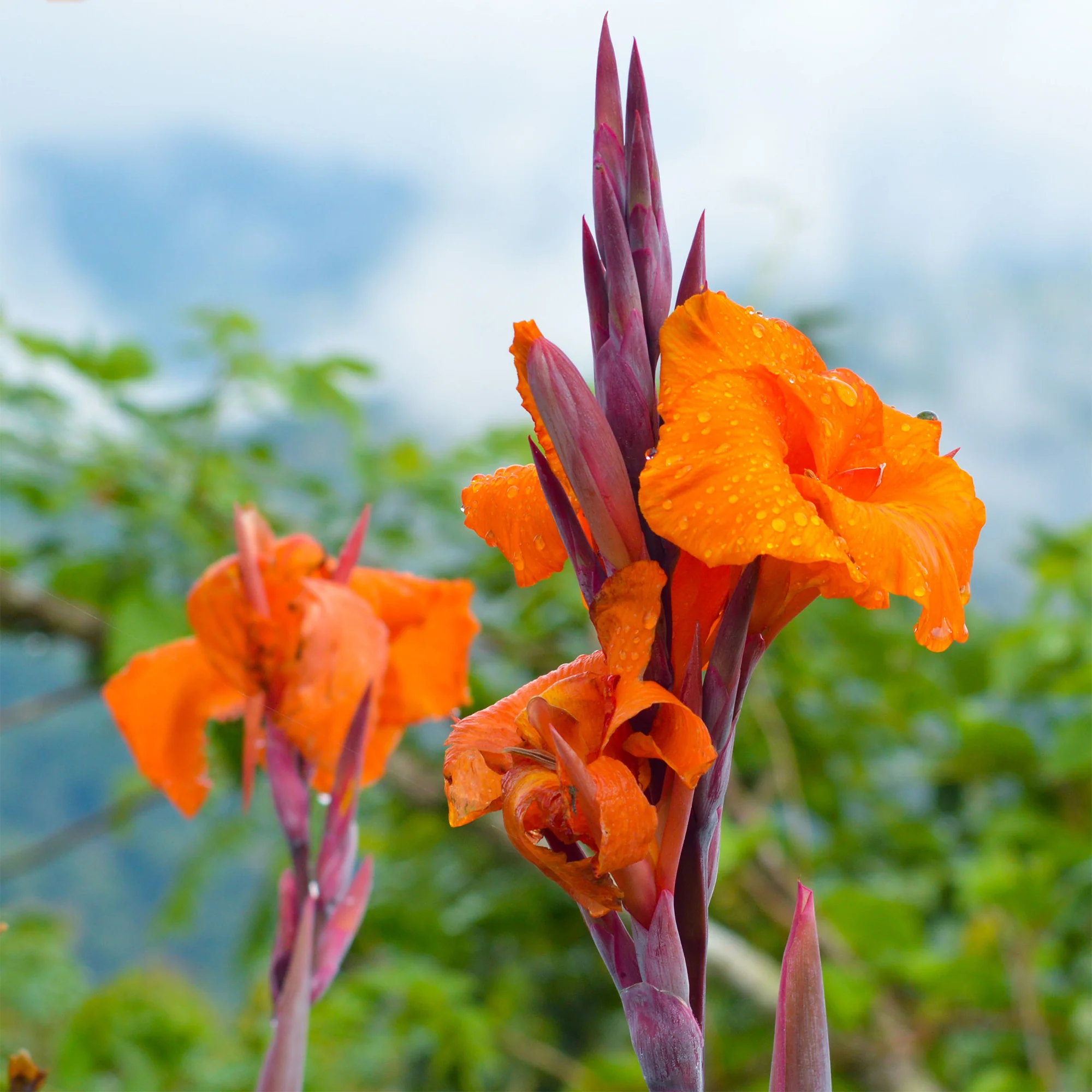 Canna Durban