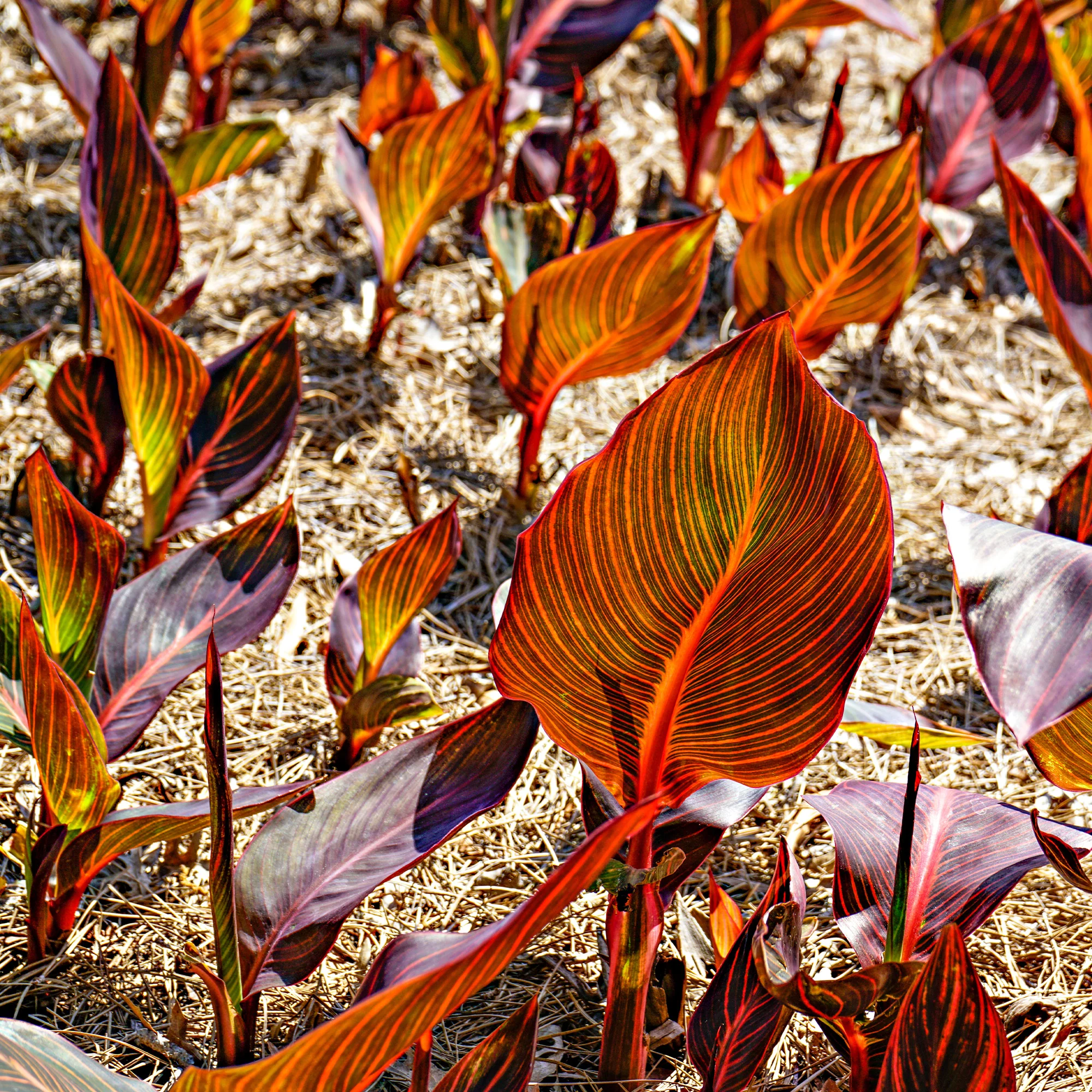 Canna Durban - Image 2