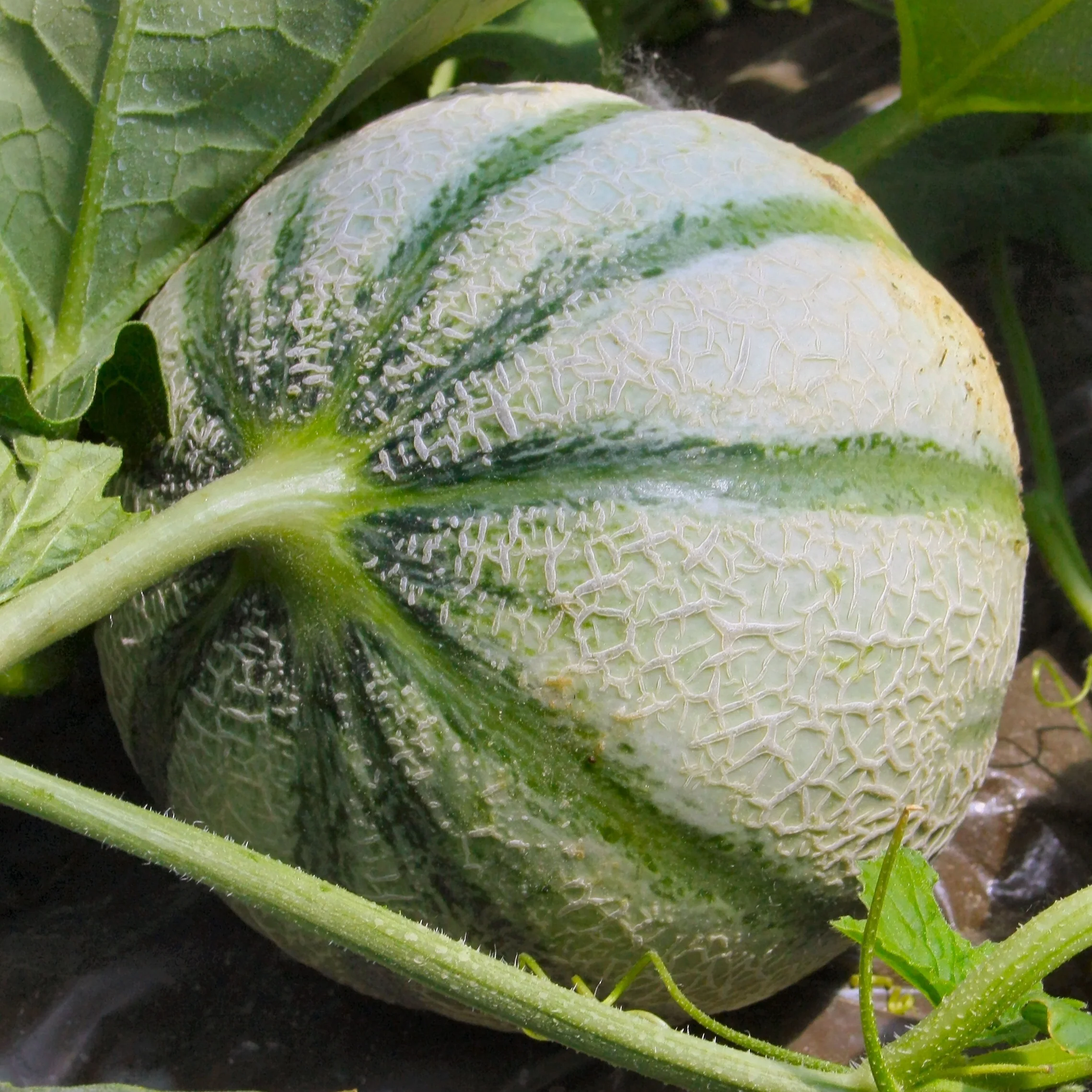 Cantaloupe meloen 'Cezanne F1'